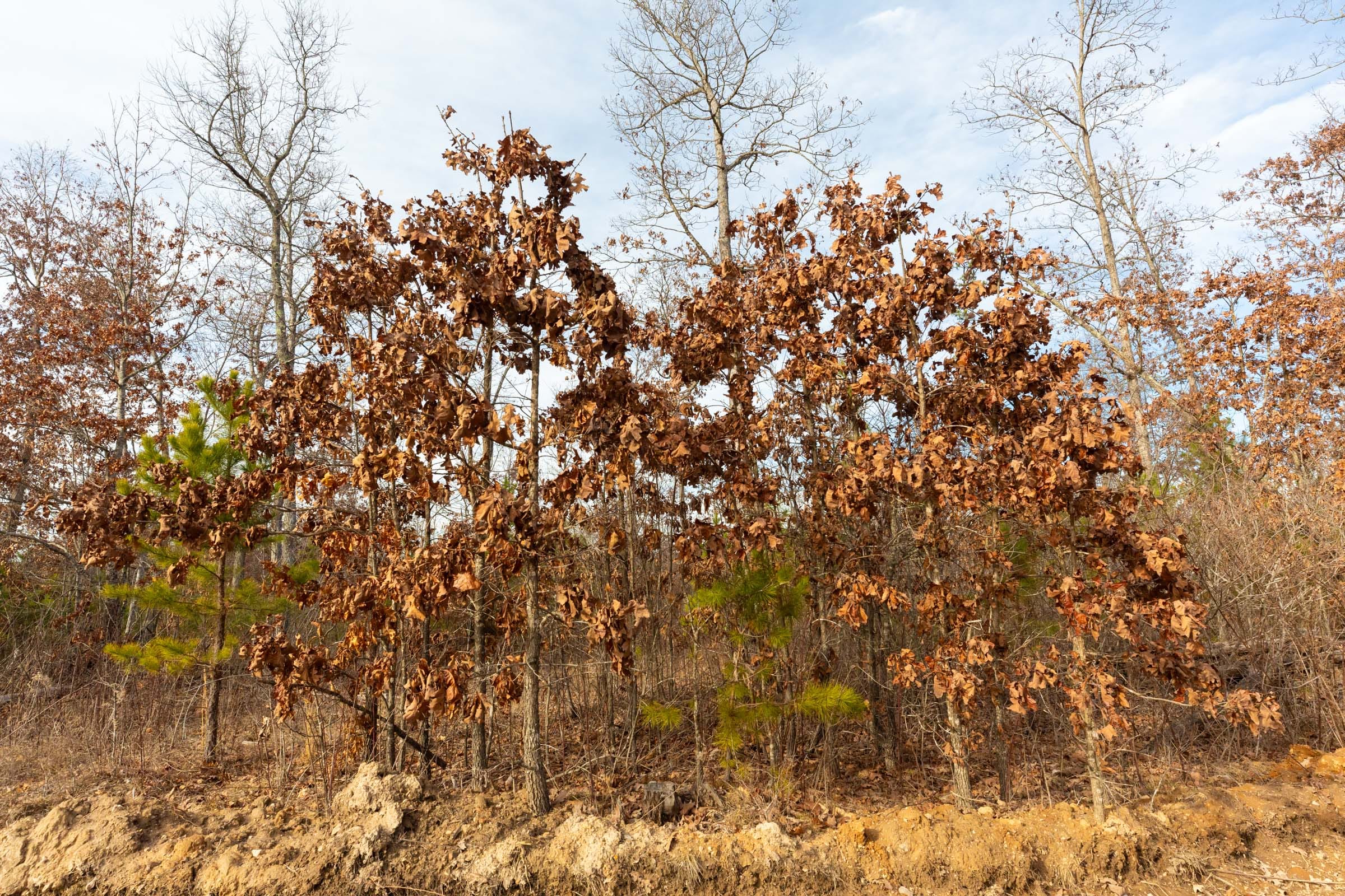 Windy Ridge Tract 2 photo 13