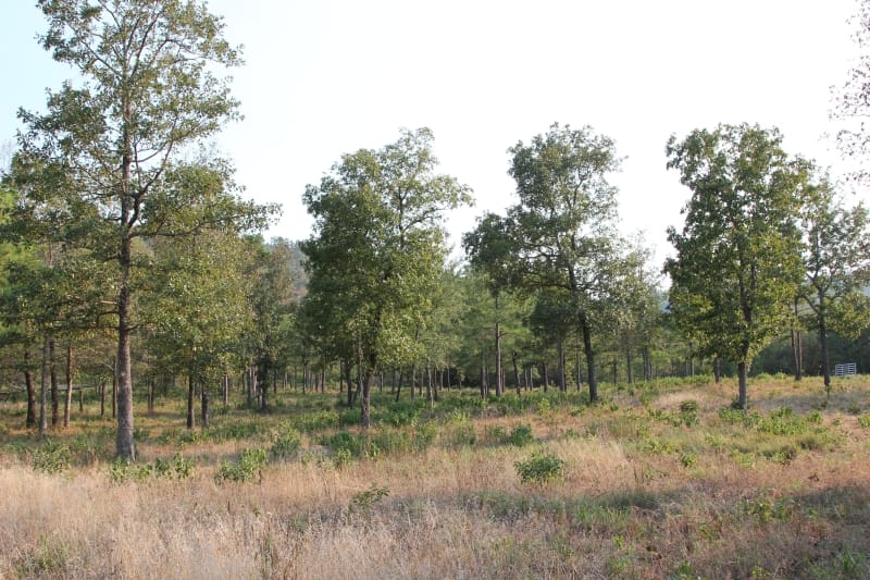 Lake View Ranch Tract 28 photo 3