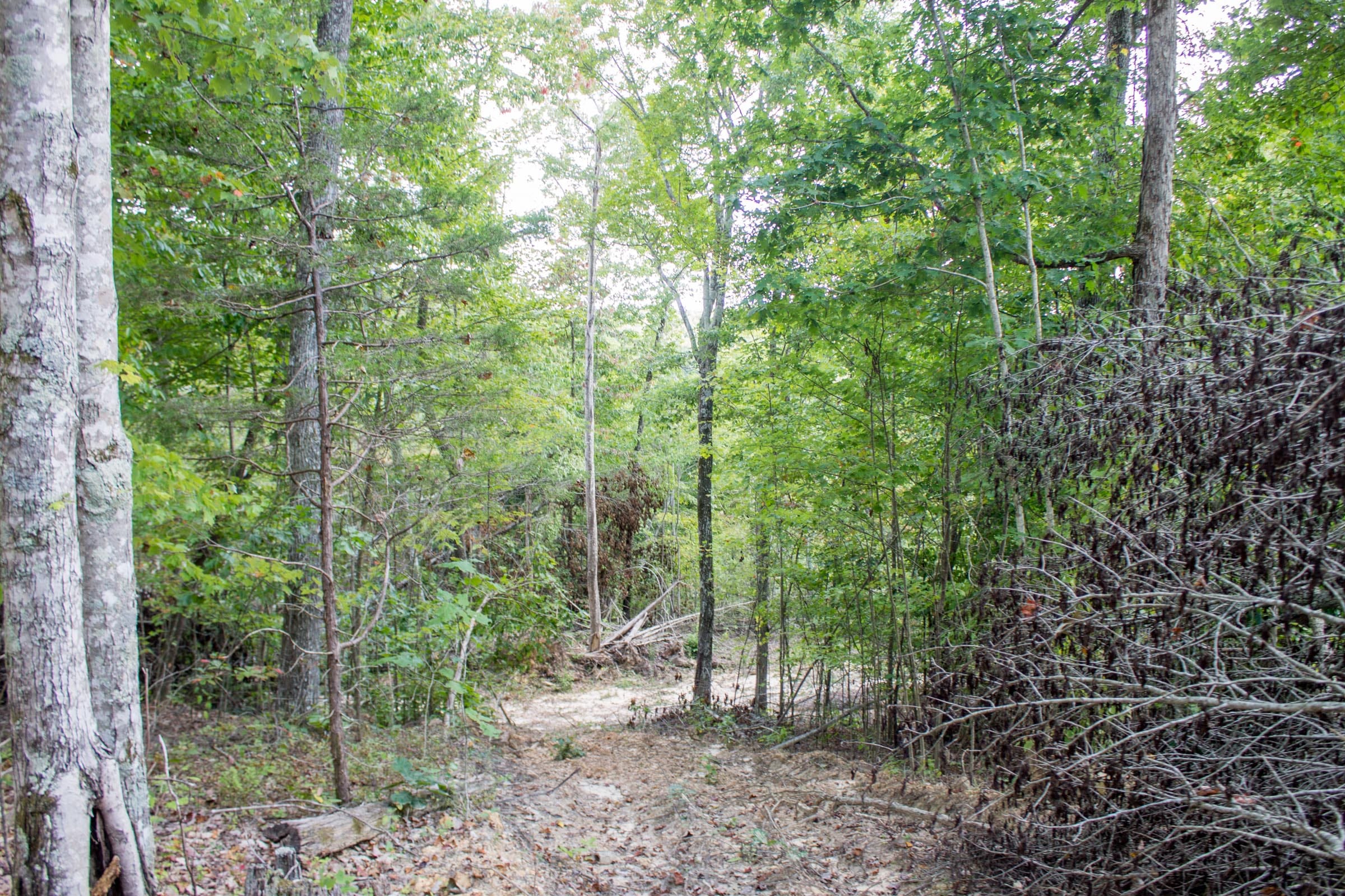 Buck Run Ridge Tract 32 photo 5