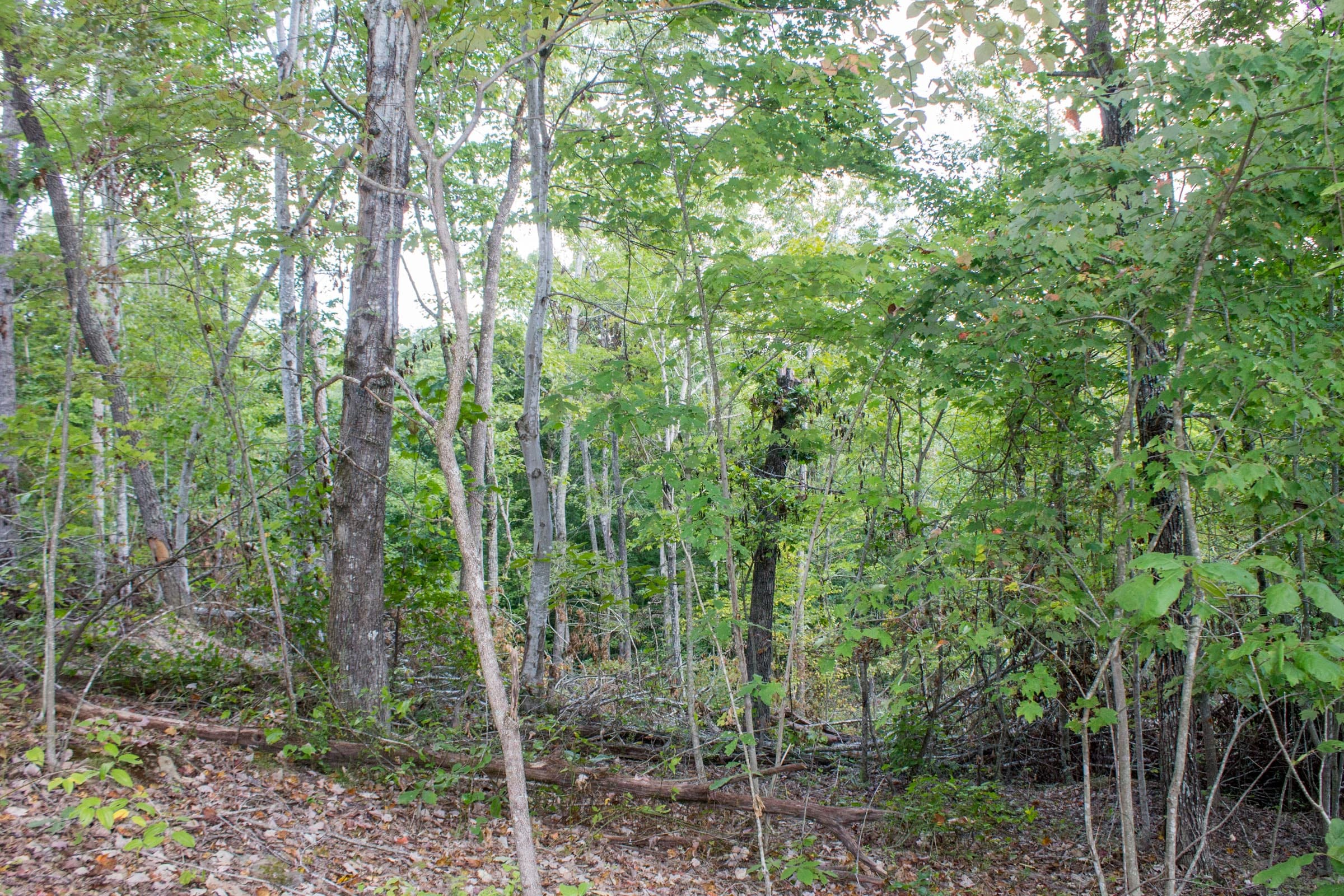 Buck Run Ridge Tract 32 photo 6