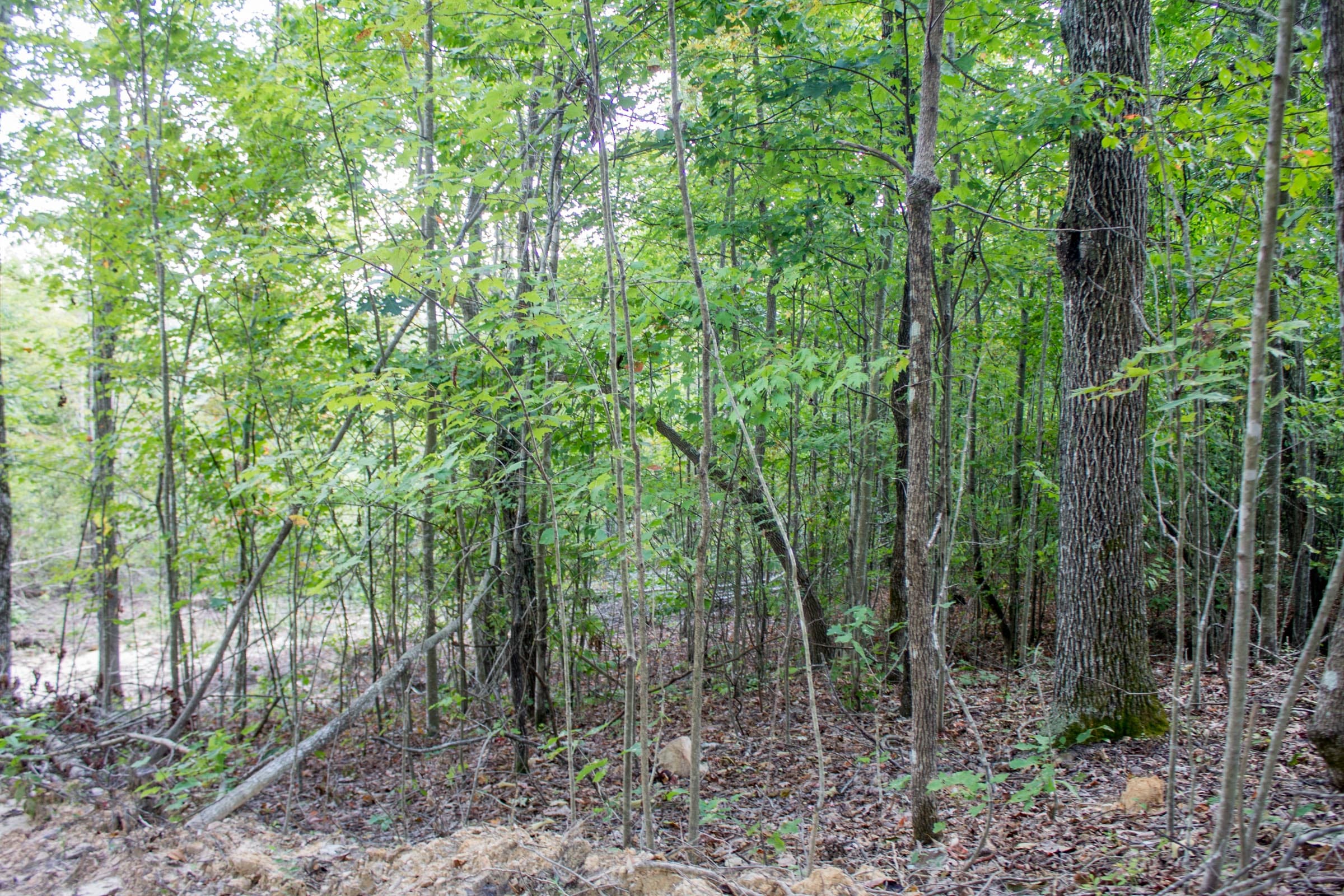 Buck Run Ridge Tract 32 photo 7