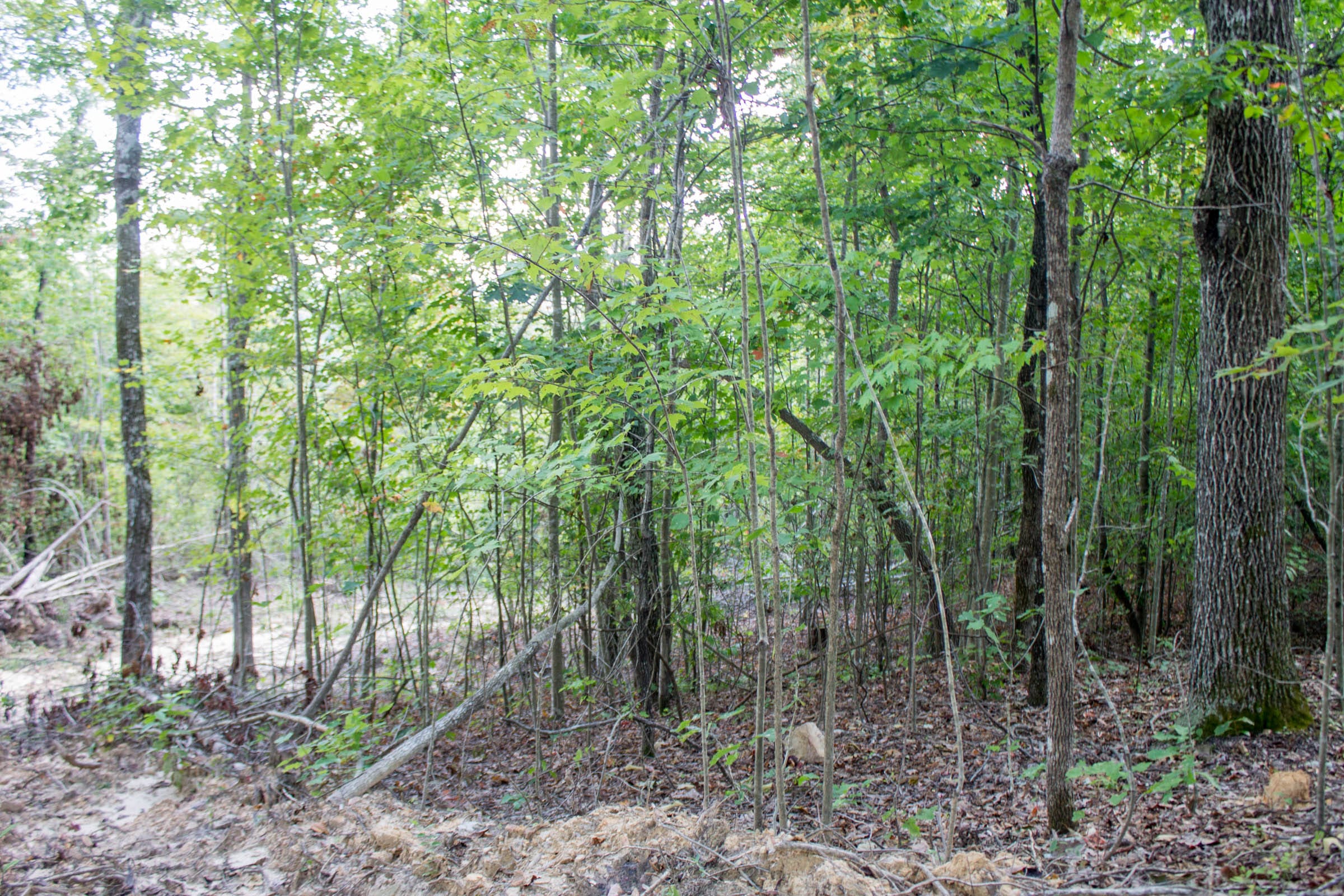 Buck Run Ridge Tract 32 photo 8