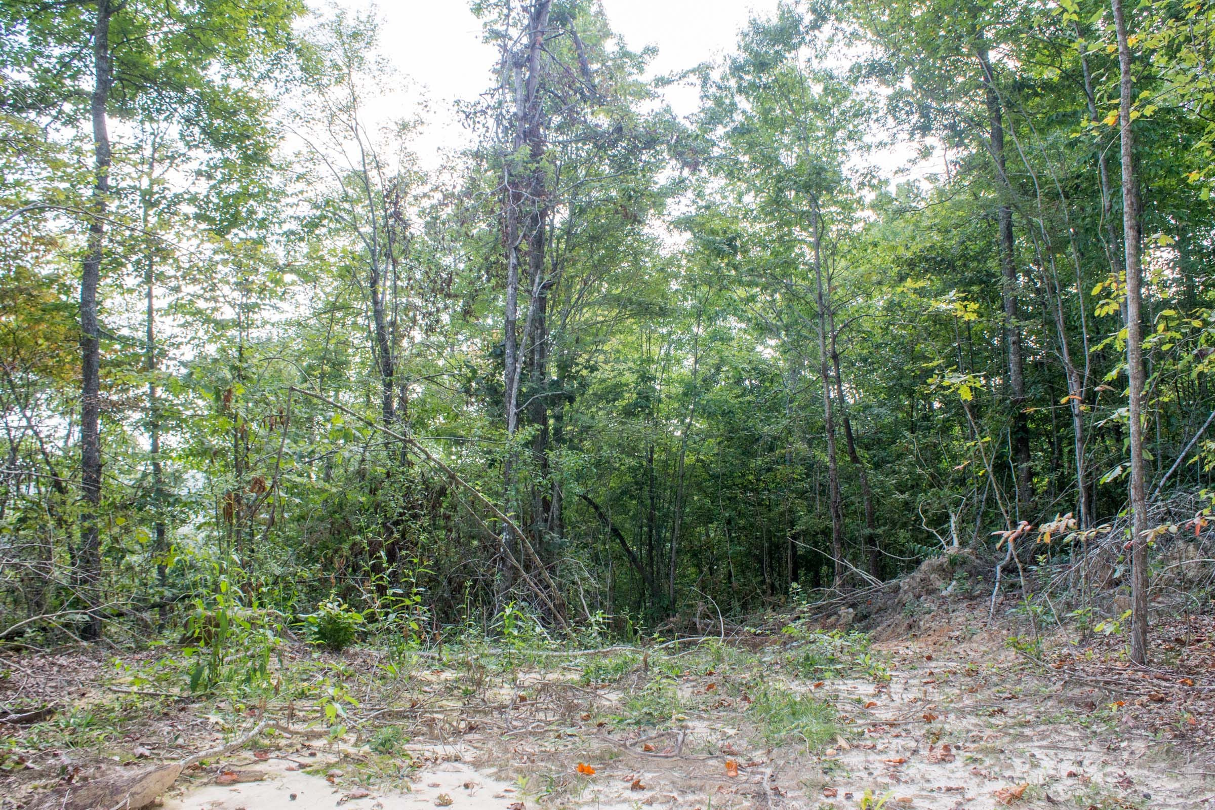 Buck Run Ridge Tract 32 photo 10