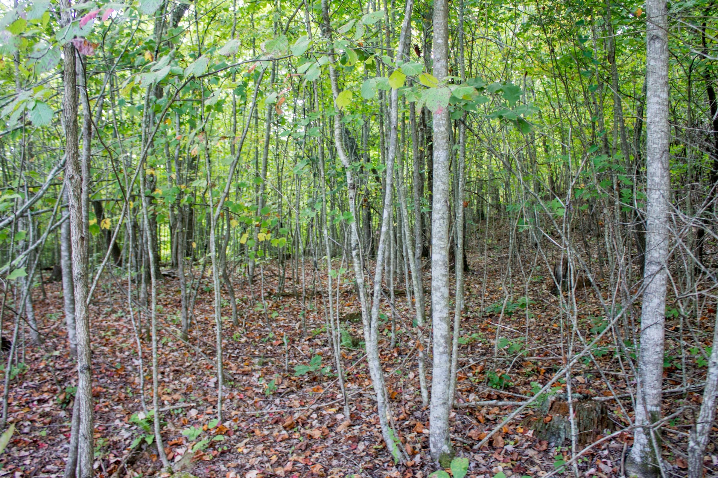 Buck Run Ridge Tract 32 photo 12