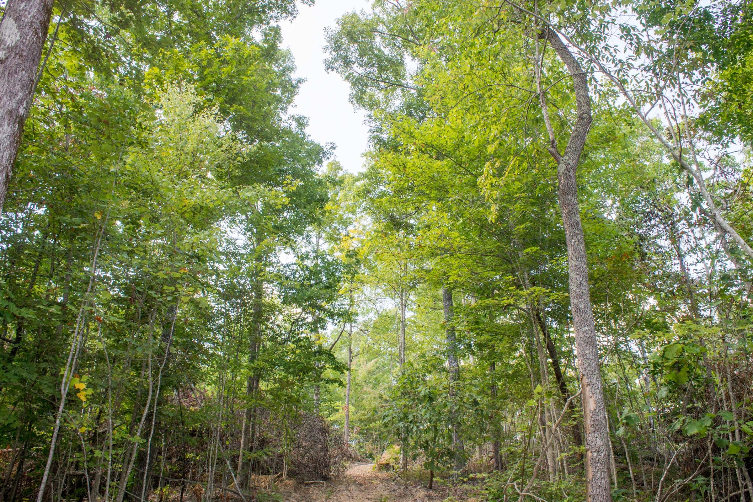 Buck Run Ridge Tract 32 photo 13