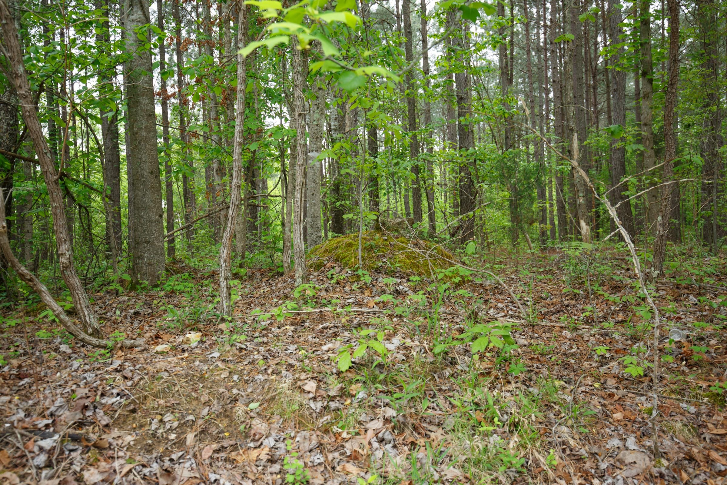 Red Barn Ranch Tract 17 photo 4
