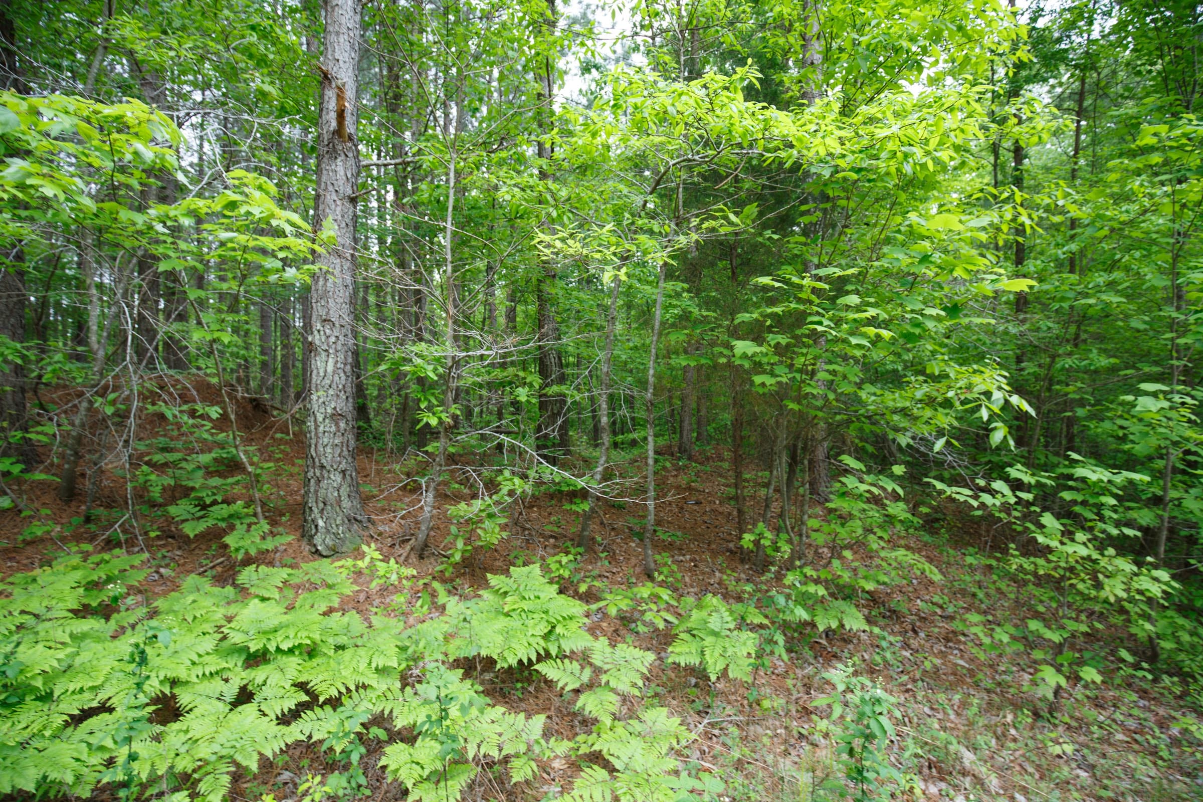 Red Barn Ranch Tract 17 photo 6