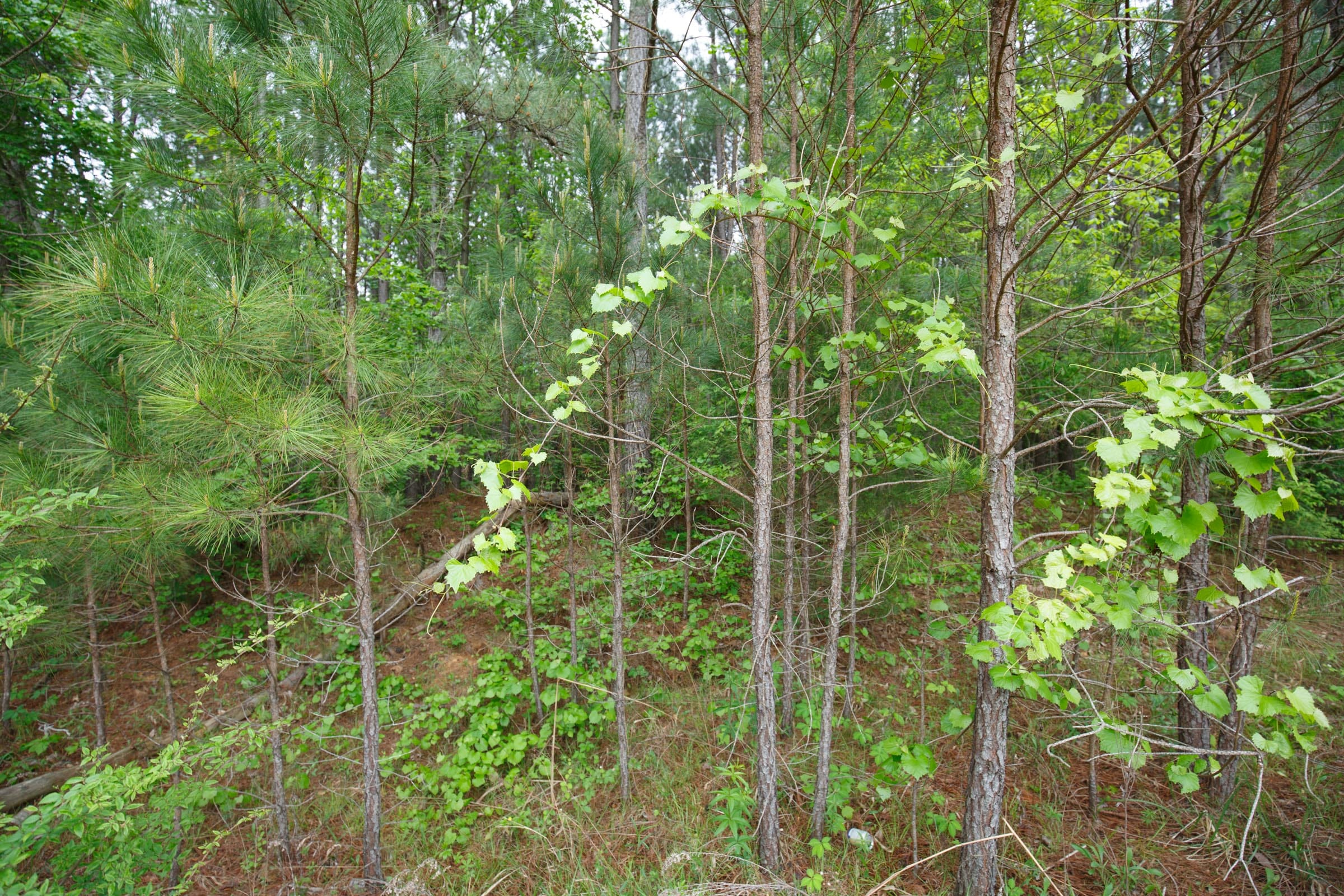 Red Barn Ranch Tract 17 photo 9
