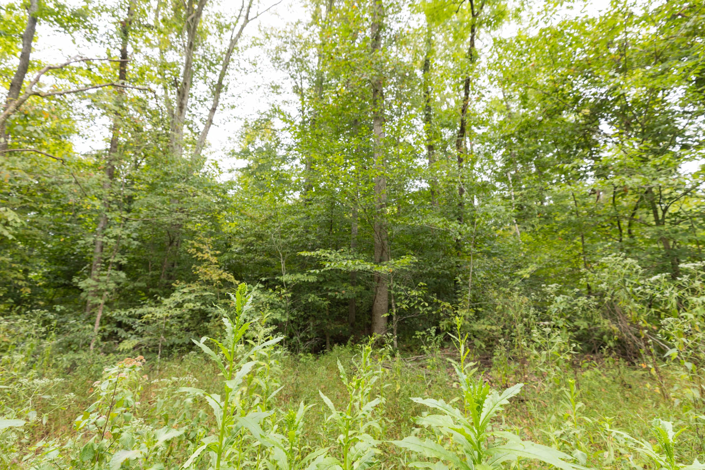 Big White Oak Tract 93 photo 12