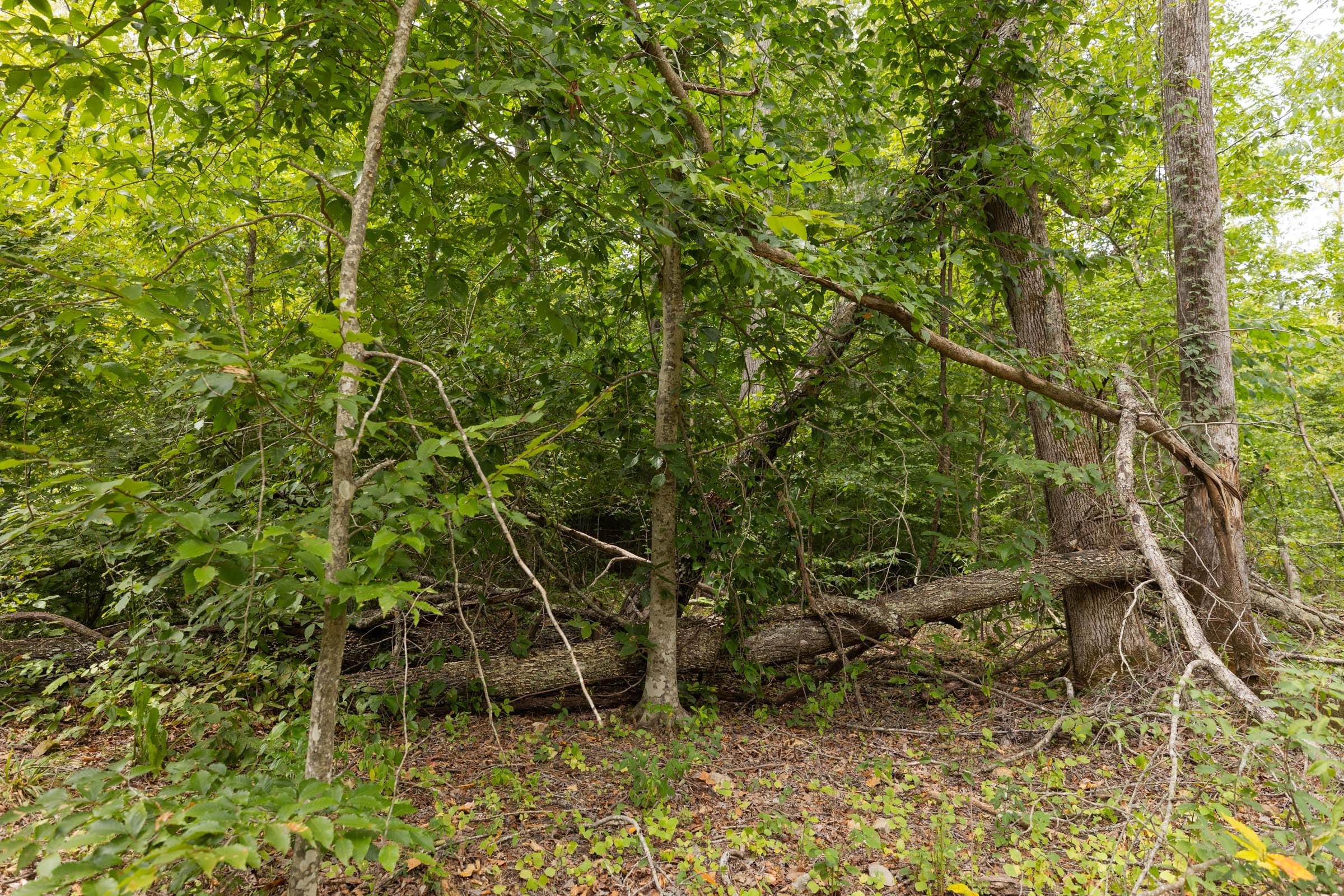 Big White Oak Tract 93 photo 10