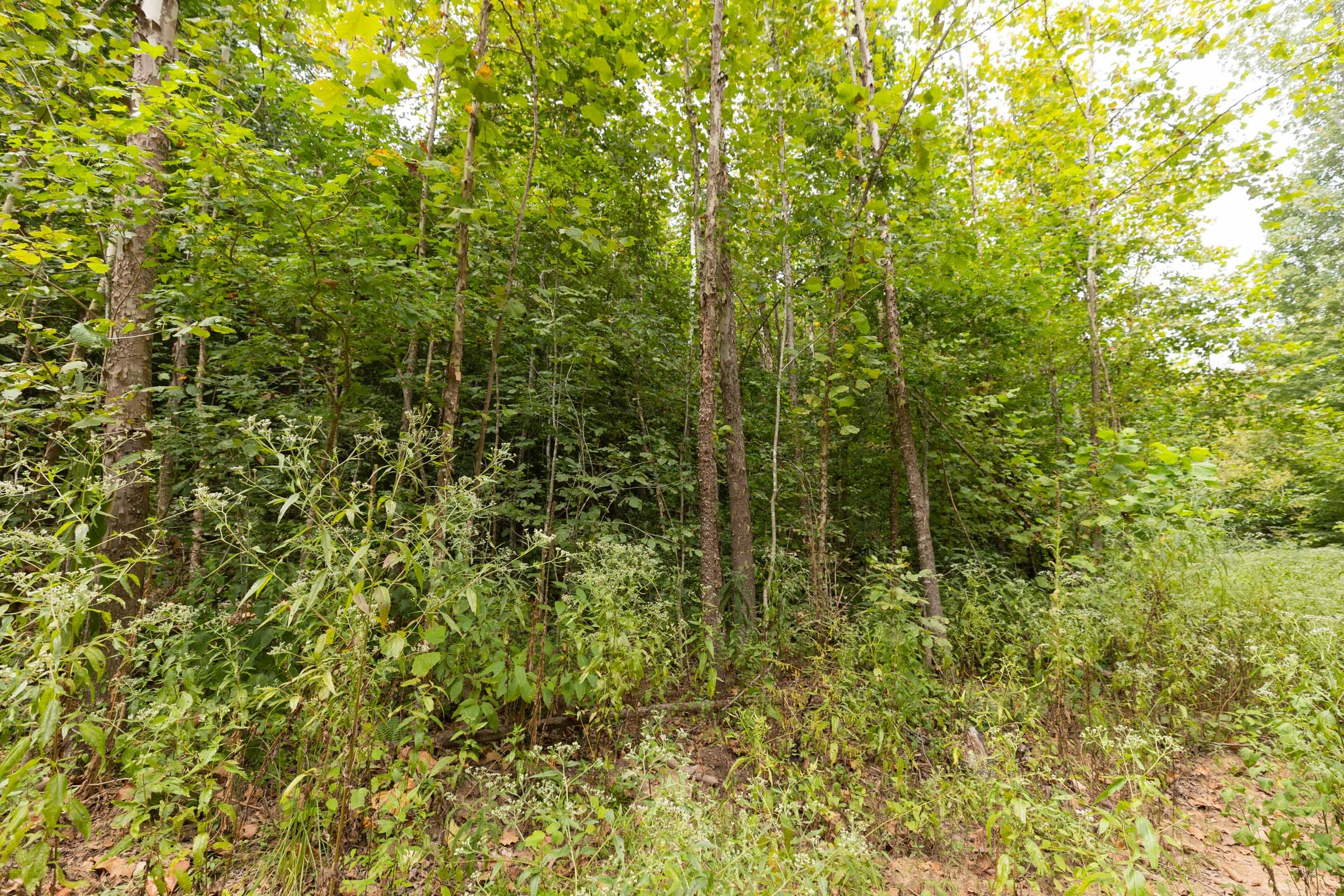 Big White Oak Tract 93 photo 9