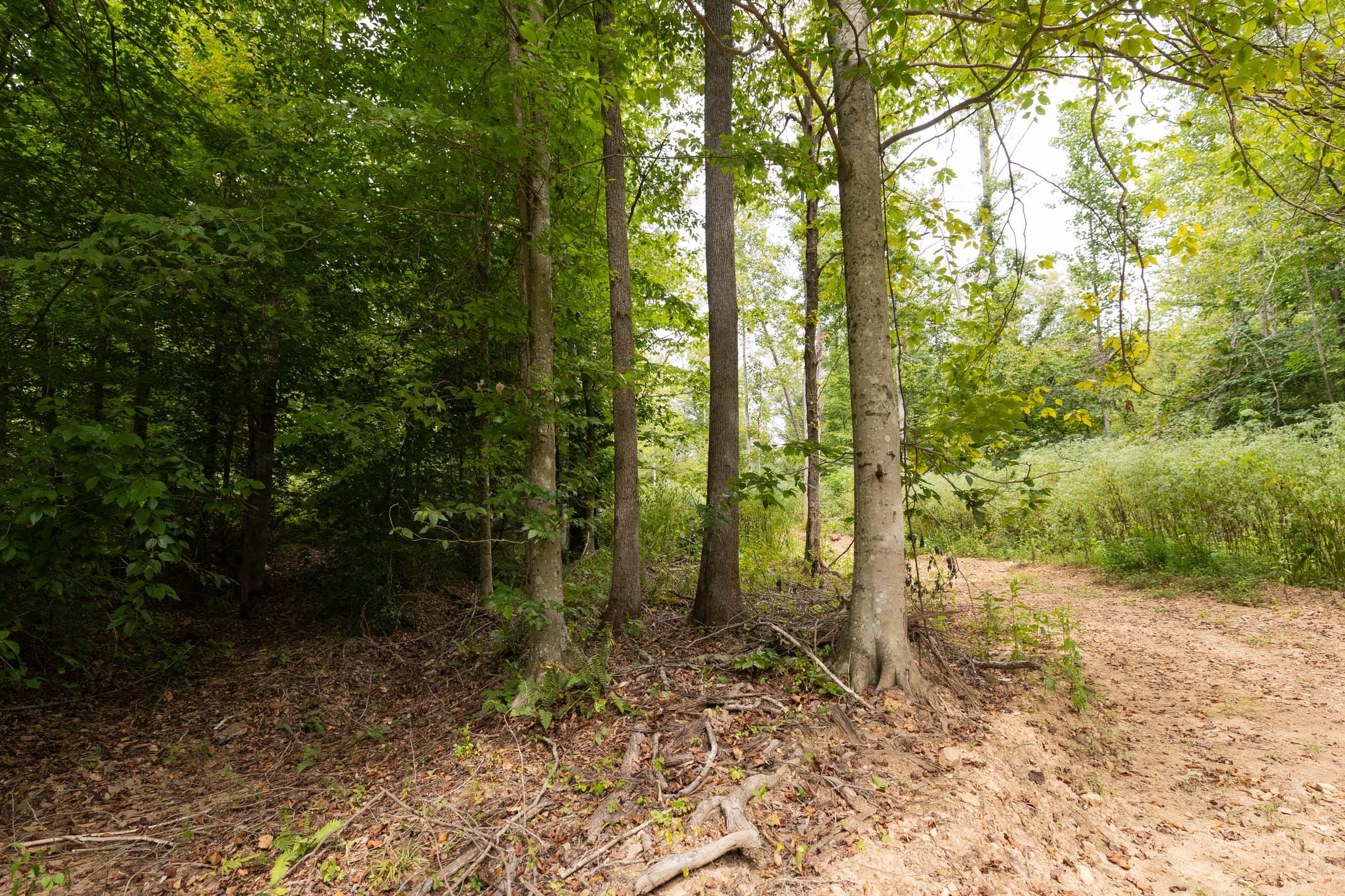 Big White Oak Tract 93 photo 4