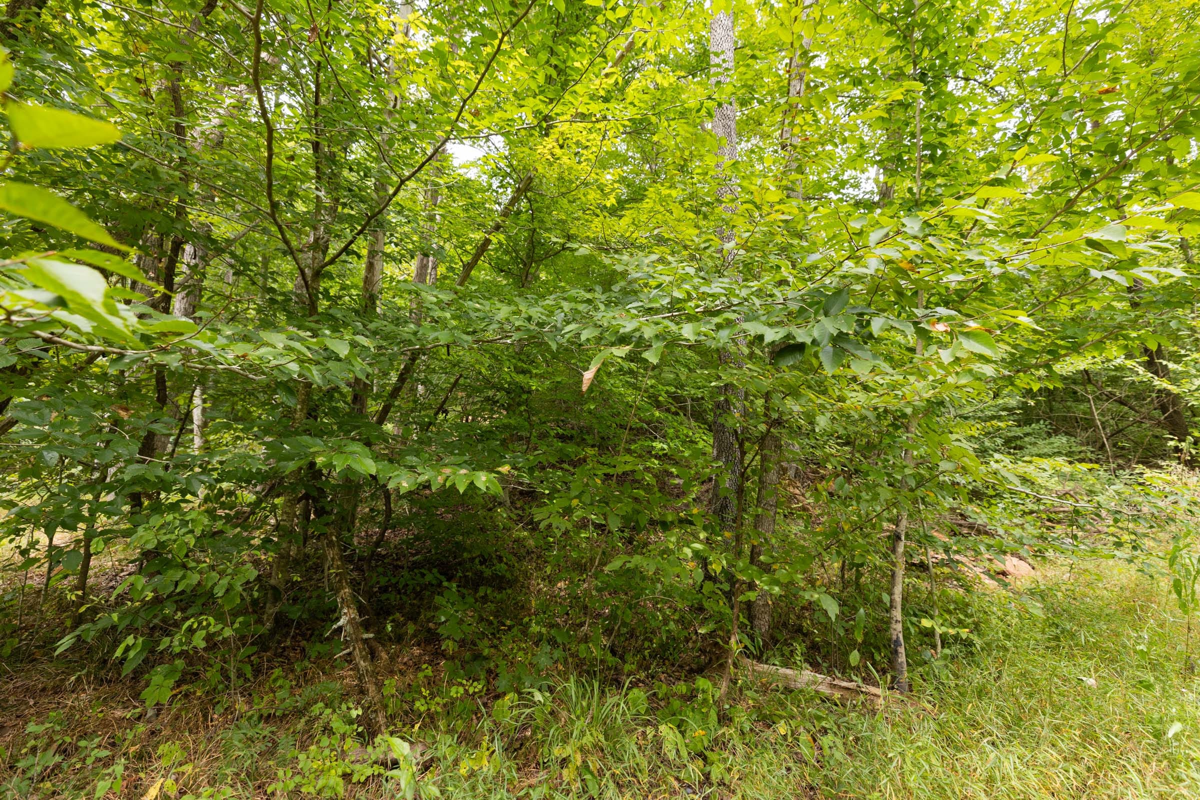 Big White Oak Tract 93 photo 3