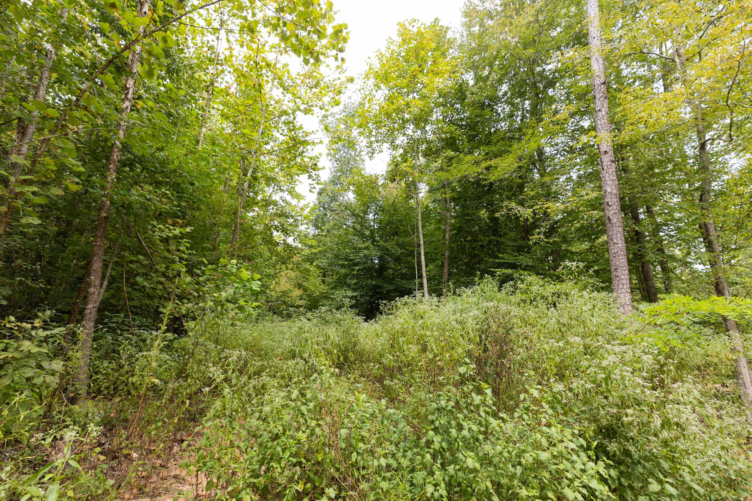 Big White Oak Tract 93 photo 2