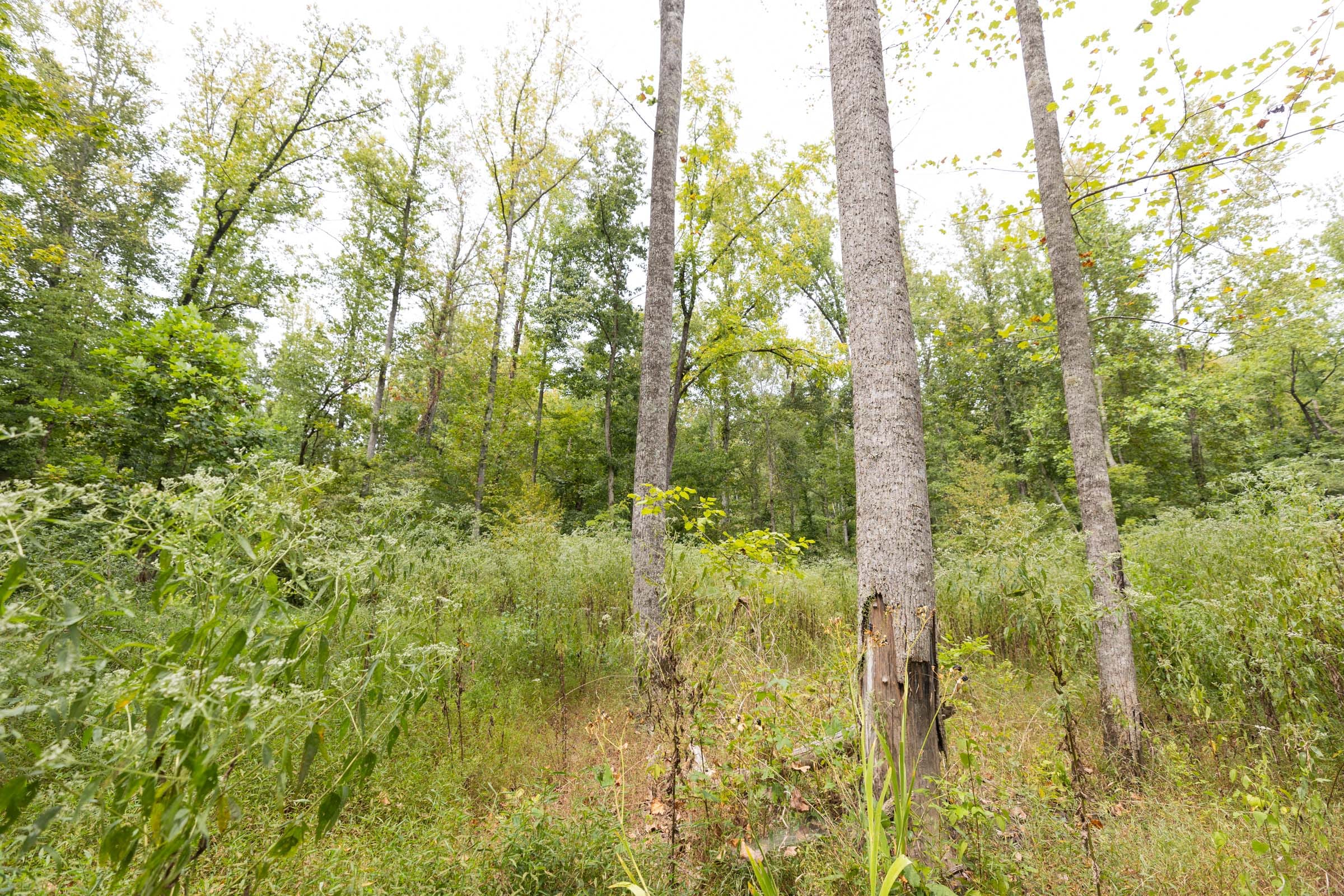 Big White Oak Tract 93 photo 1