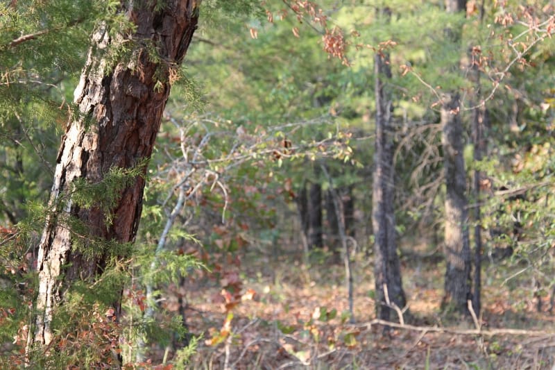 Lake View Ranch Tract 16 photo 3