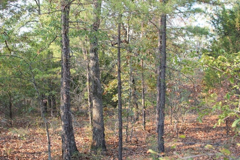 Lake View Ranch Tract 16 photo 4