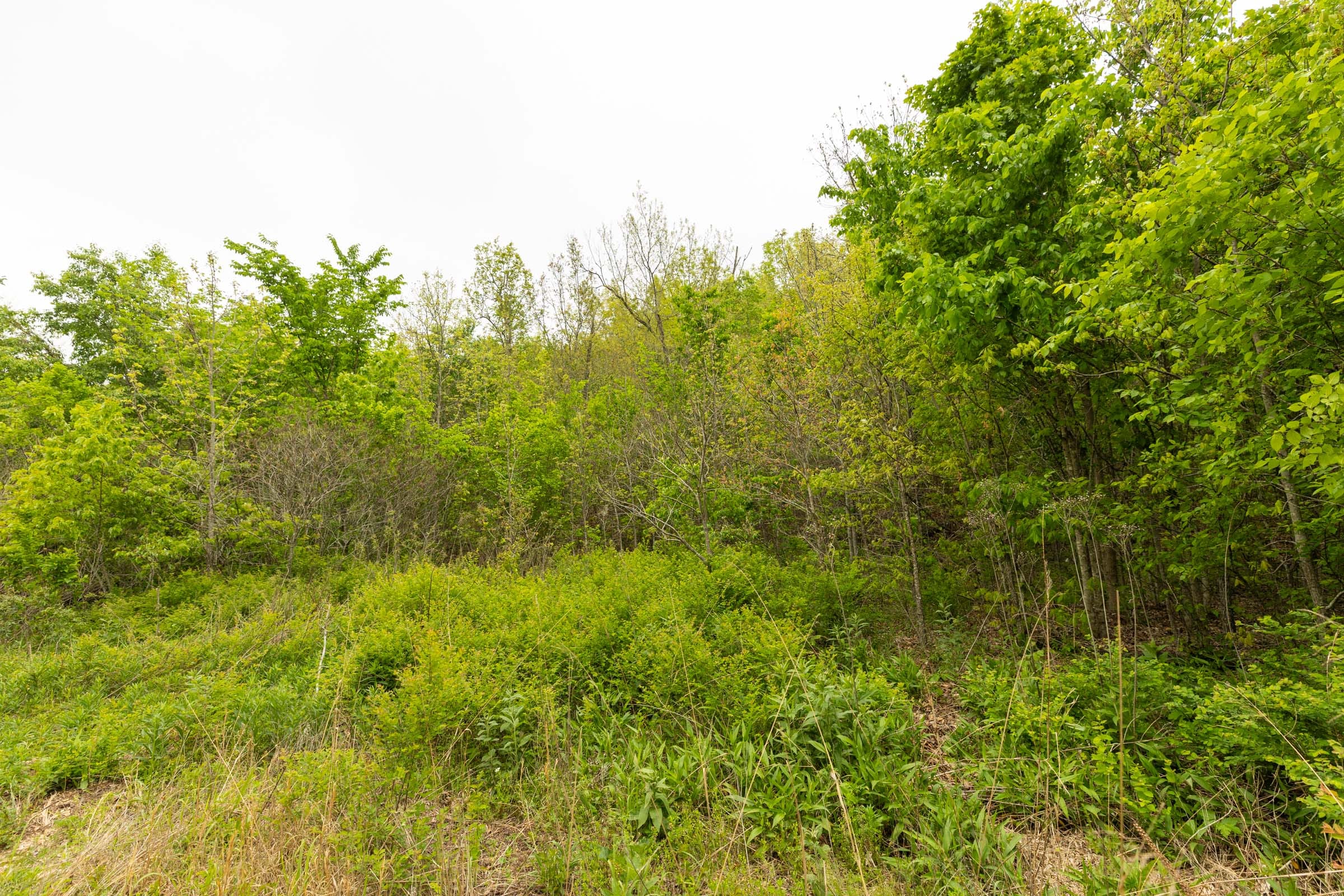 Double S Ranch Tract 10 photo 4