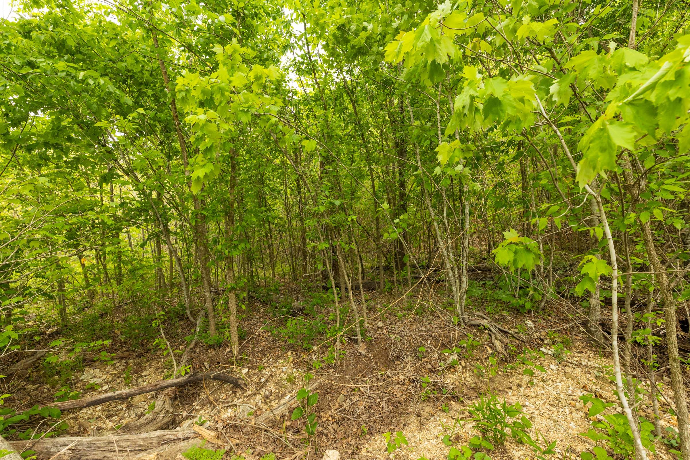 Double S Ranch Tract 10 photo 3