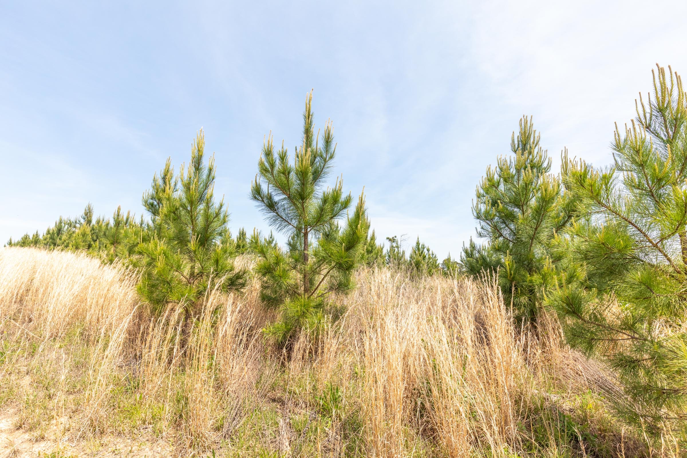Clear Wood Tract 39 photo 6
