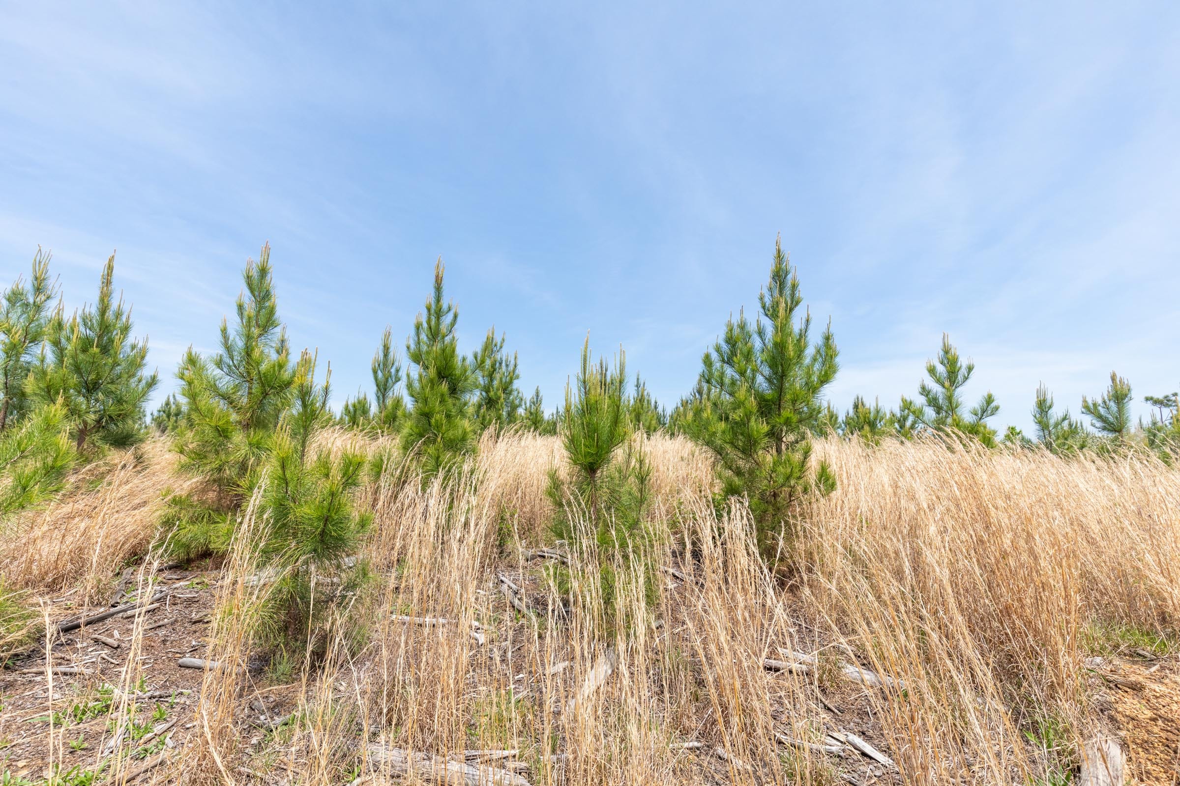 Clear Wood Tract 39 photo 7