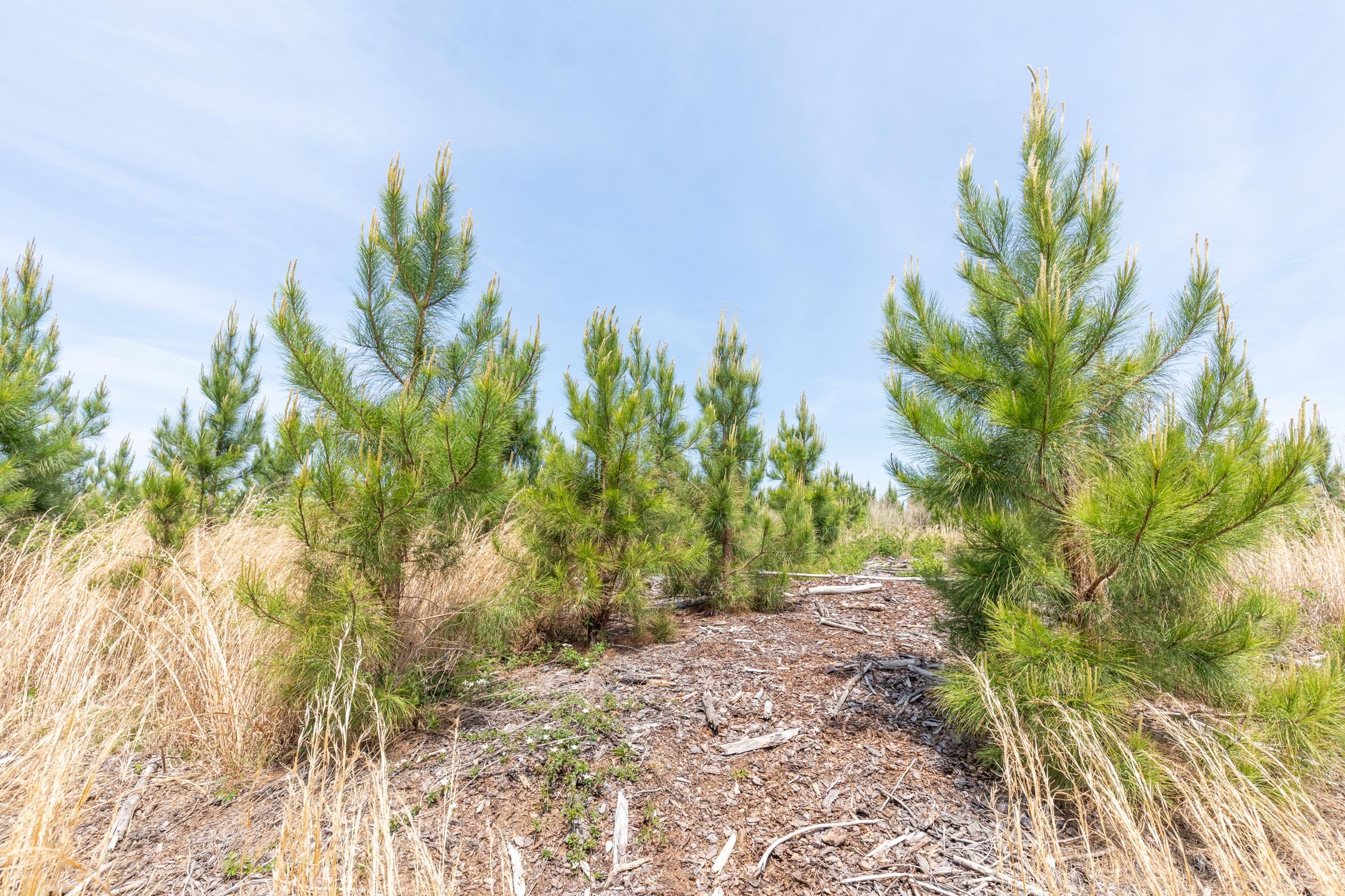 Clear Wood Tract 39 photo 8