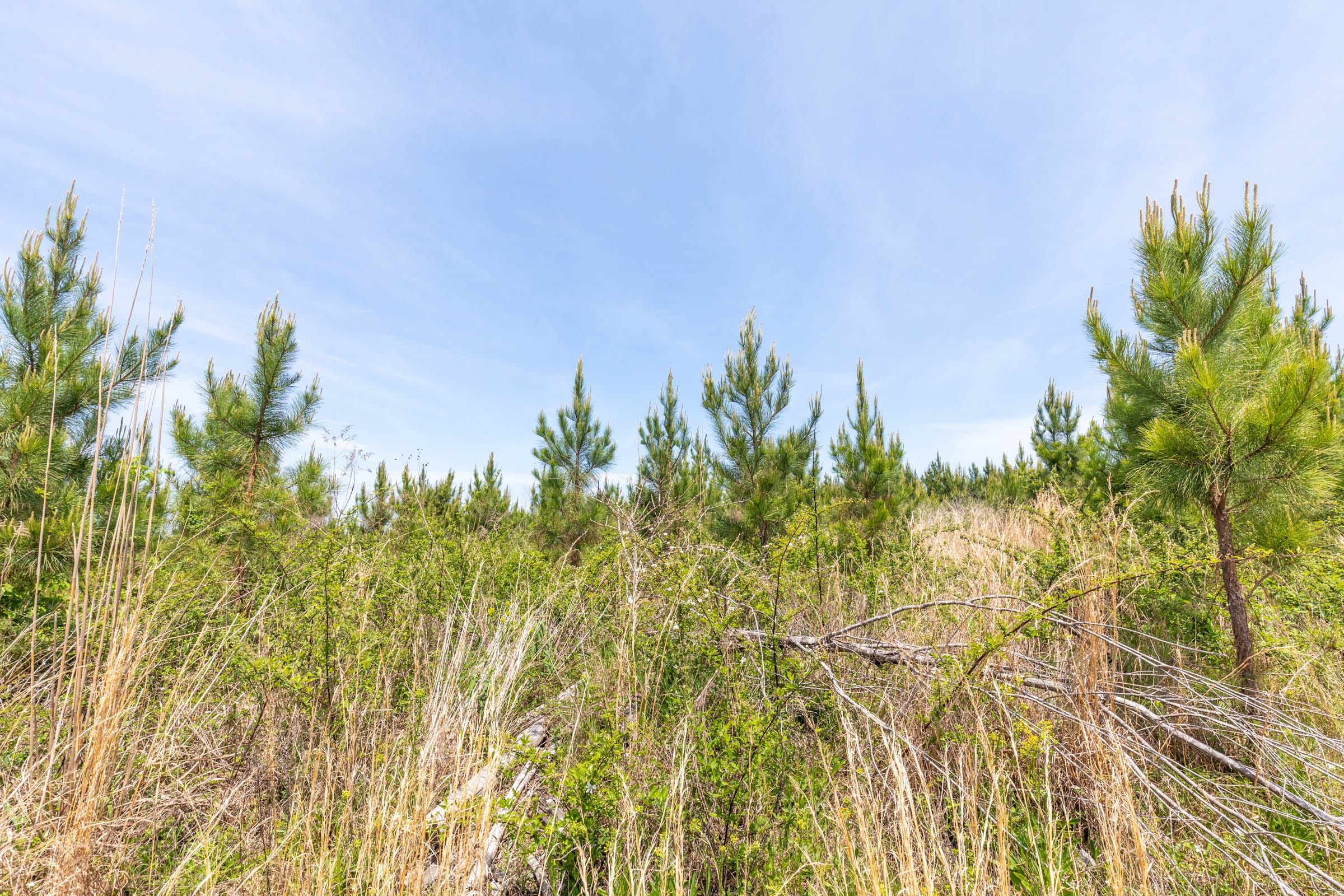 Clear Wood Tract 39 photo 10