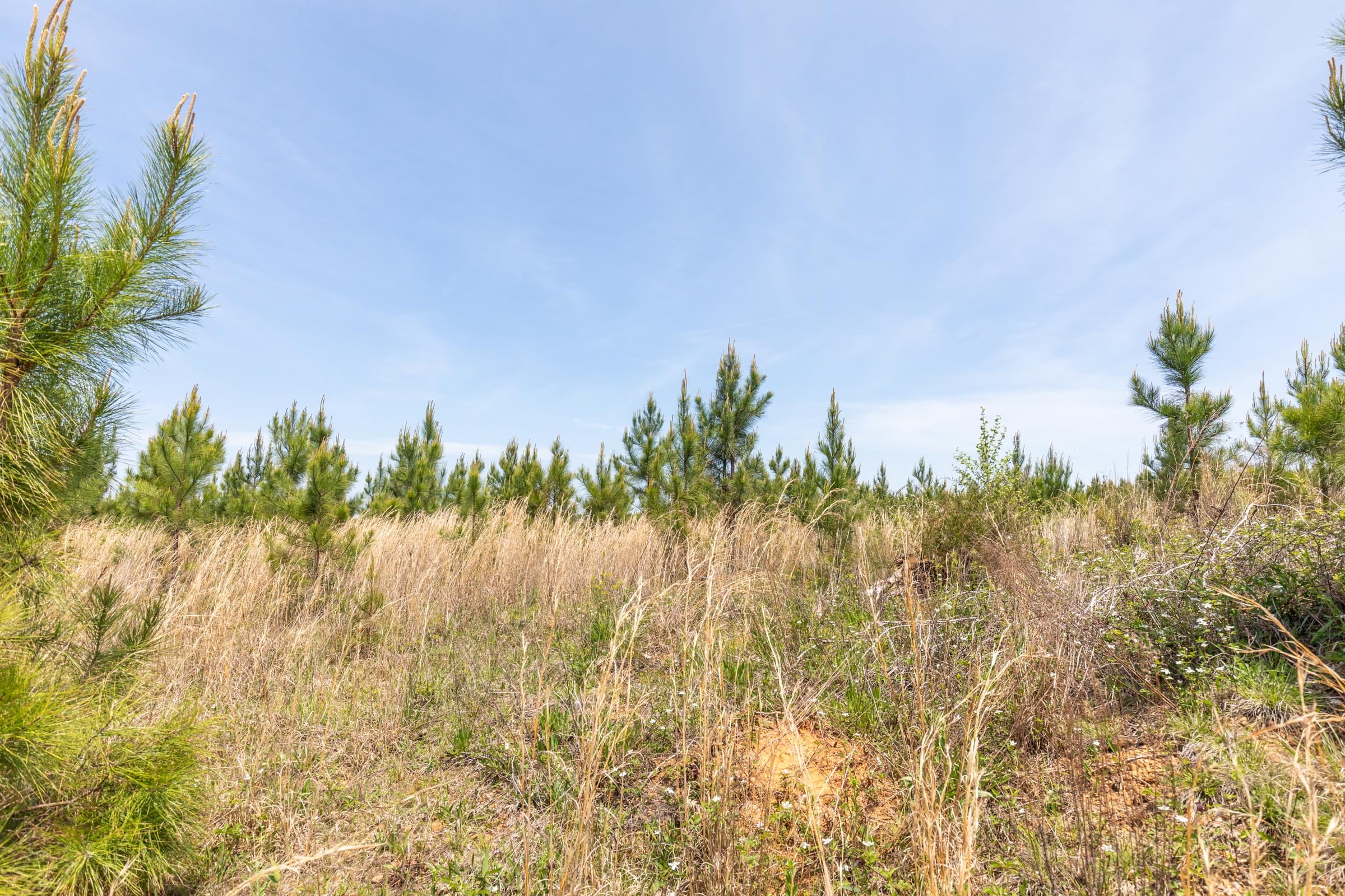 Clear Wood Tract 39 photo 11