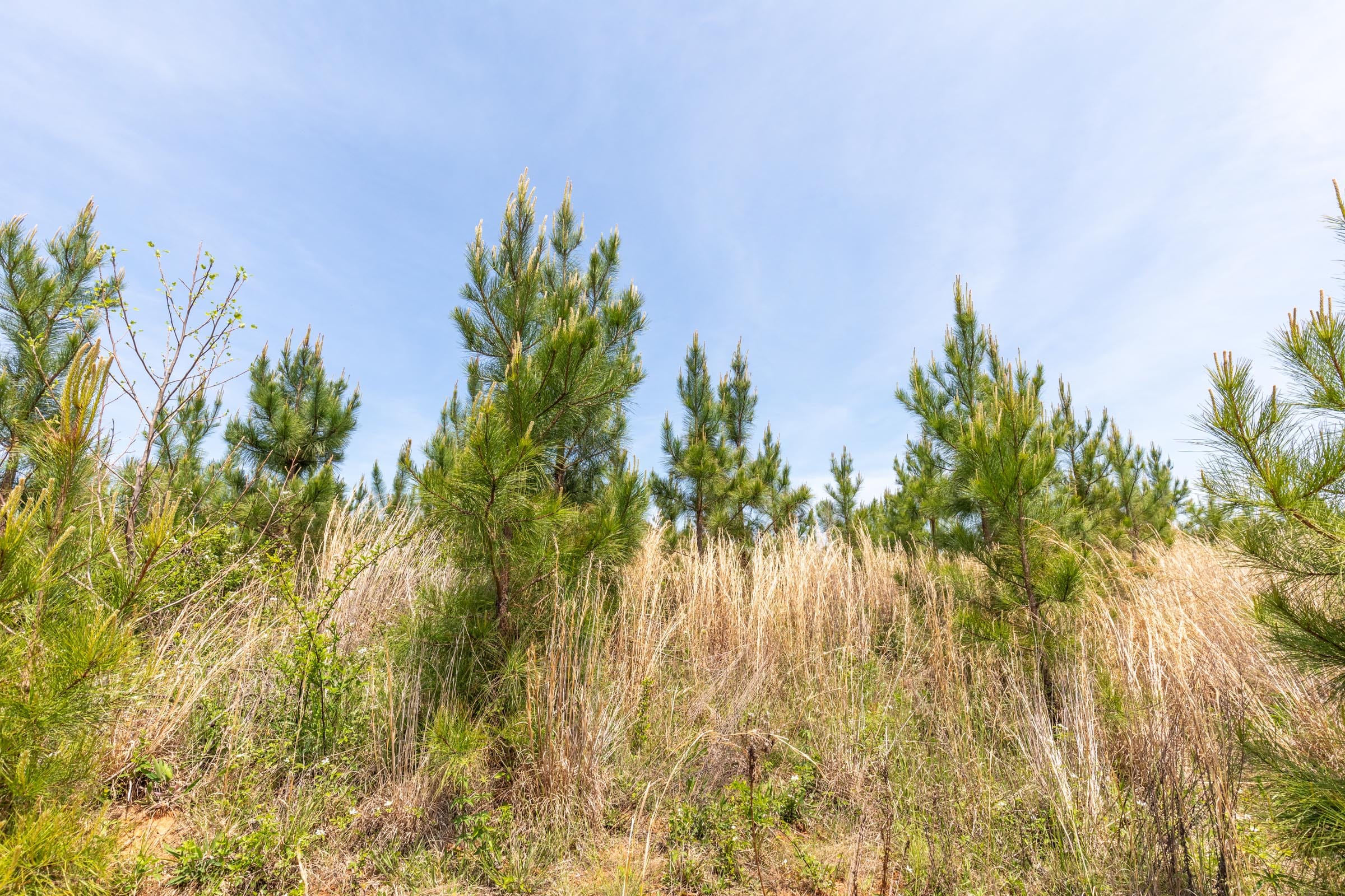Clear Wood Tract 39 photo 12