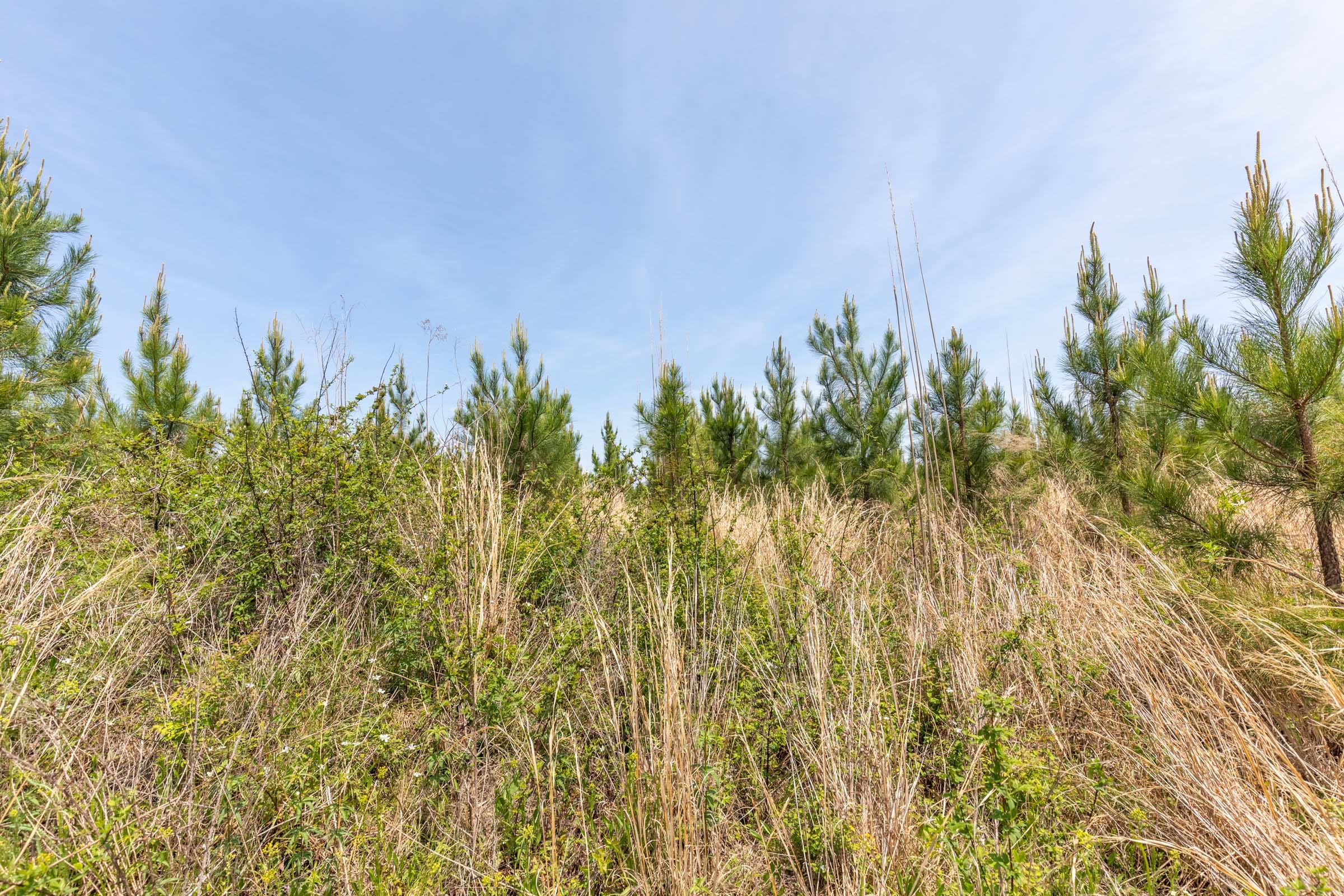 Clear Wood Tract 39 photo 14