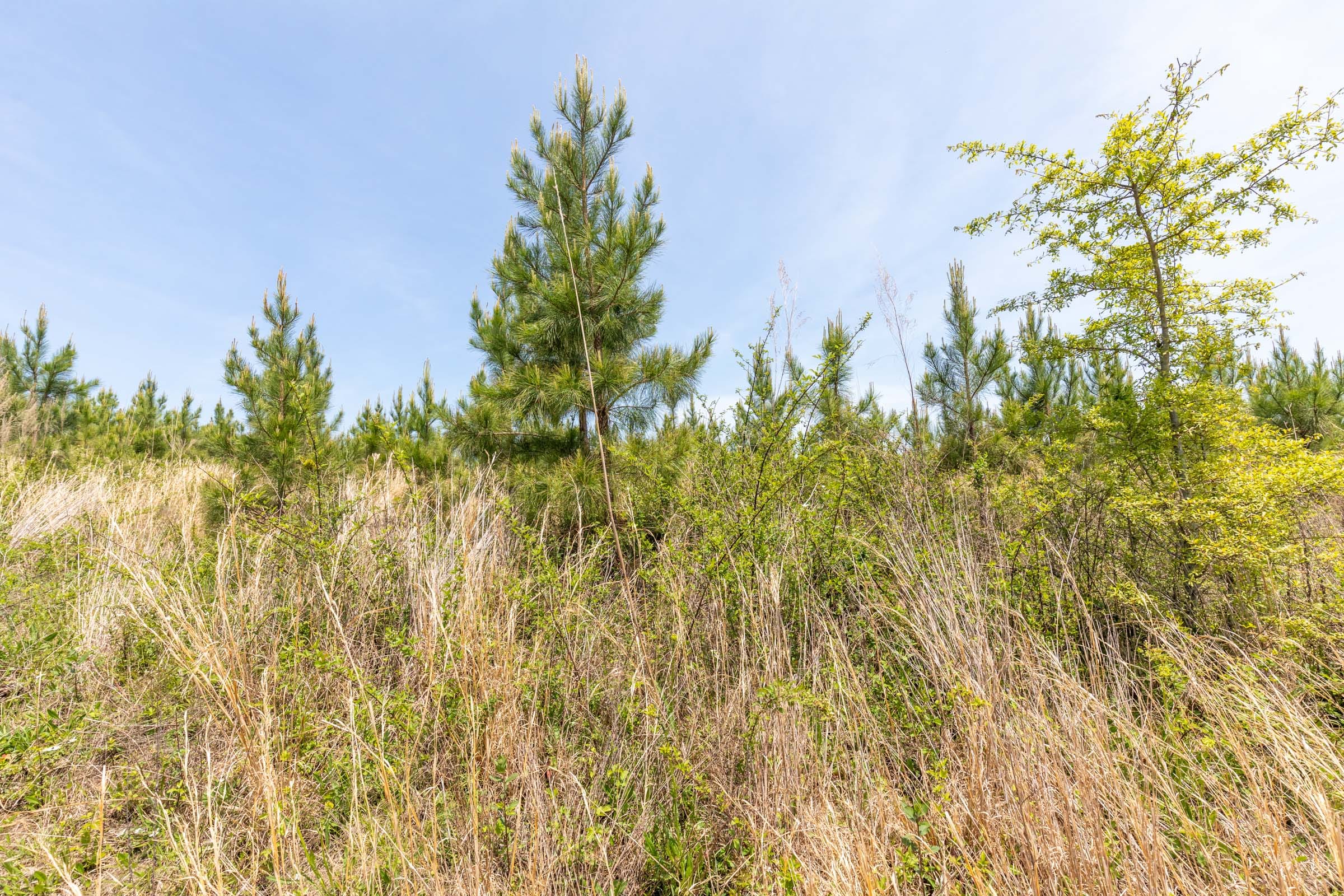 Clear Wood Tract 39 photo 16