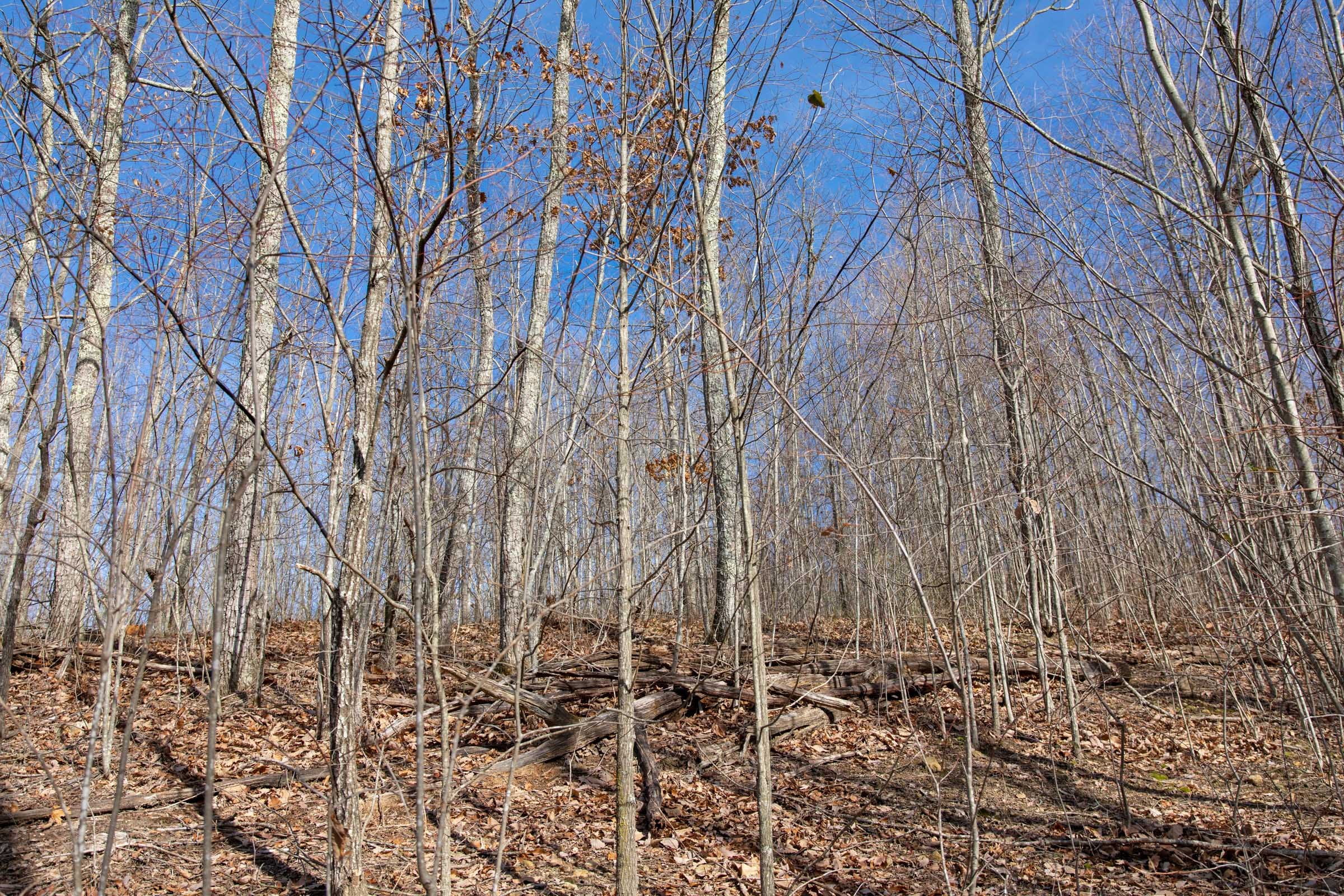 Blackstone Mountain Phase I Tract 25 photo 8