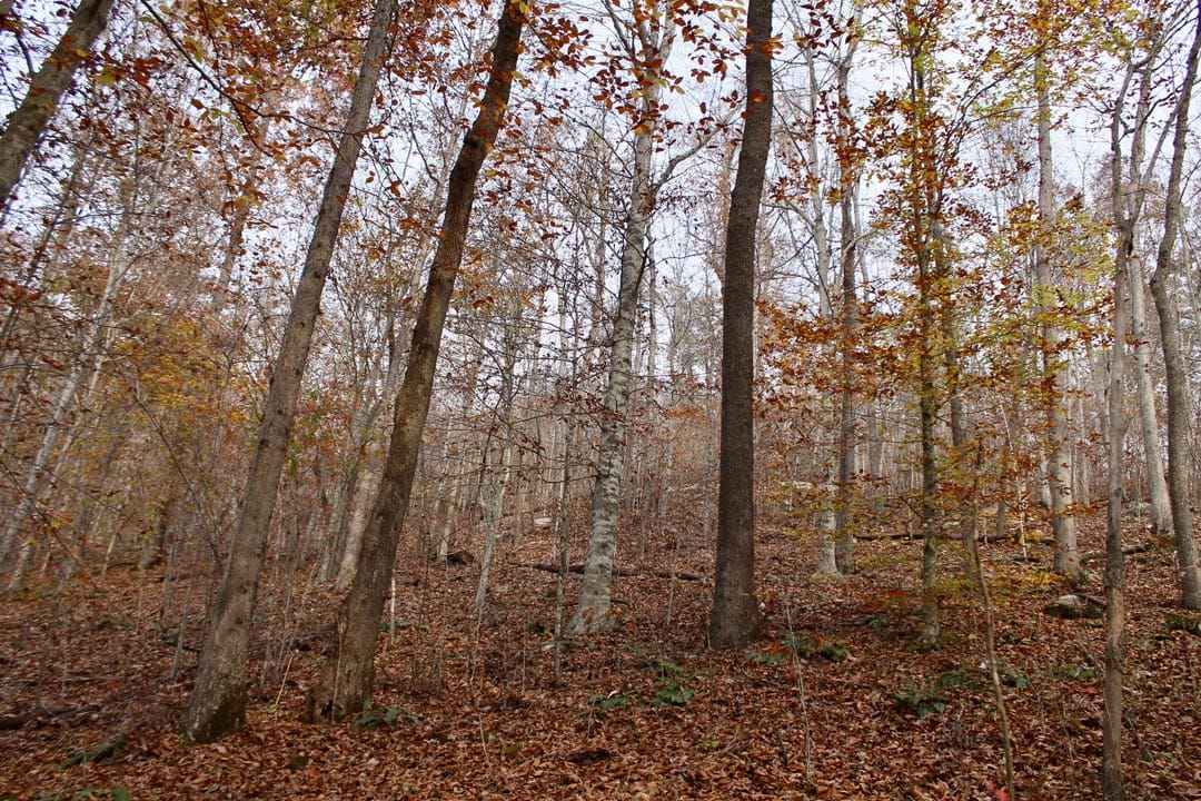 Autumn Ridge Tract 8 photo 3
