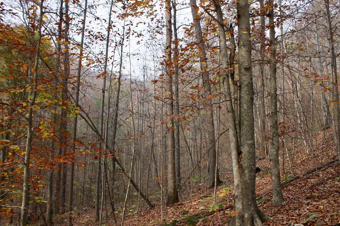 Autumn Ridge Tract 8 photo 4