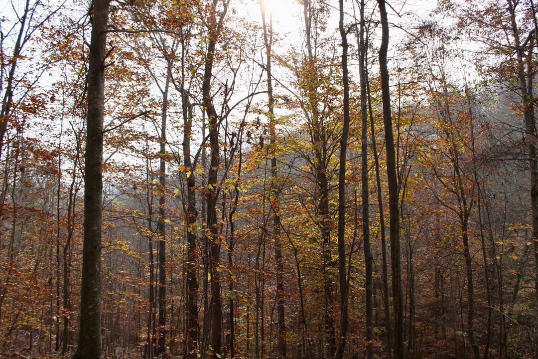 Autumn Ridge Tract 8 photo 5