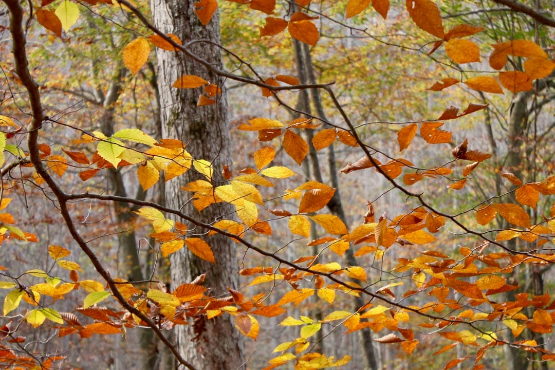 Autumn Ridge Tract 8 photo 6