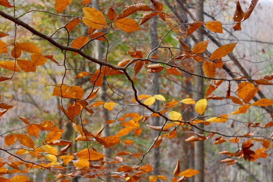 Autumn Ridge Tract 8 photo 7