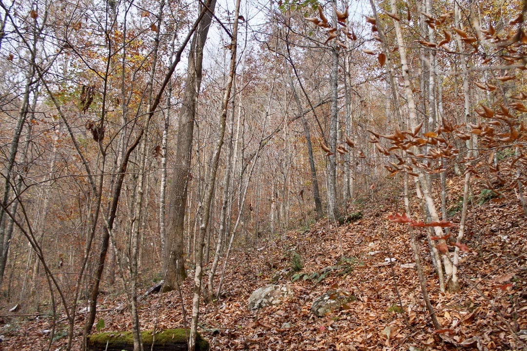 Autumn Ridge Tract 8 photo 9