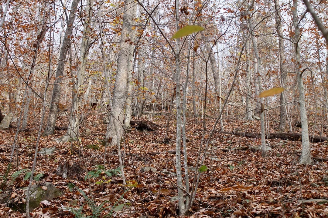 Autumn Ridge Tract 8 photo 12