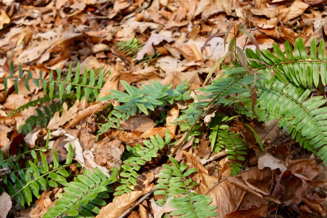 Autumn Ridge Tract 8 photo 13