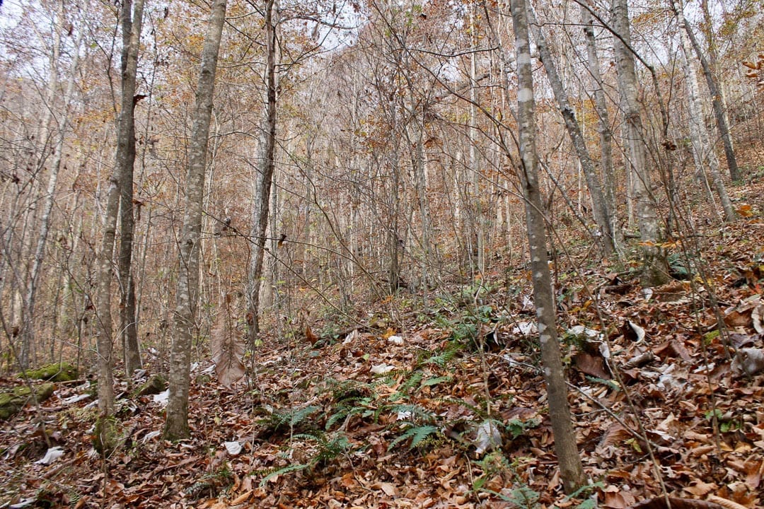 Autumn Ridge Tract 8 photo 14