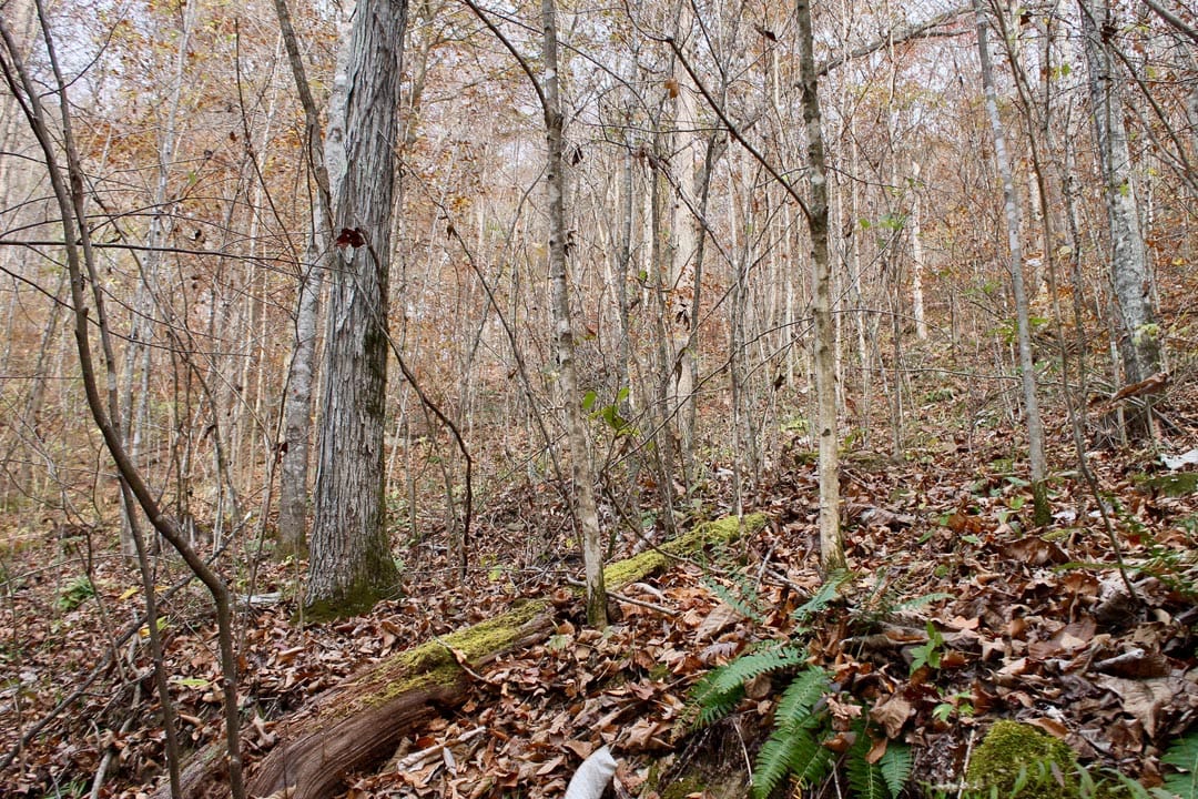 Autumn Ridge Tract 8 photo 16