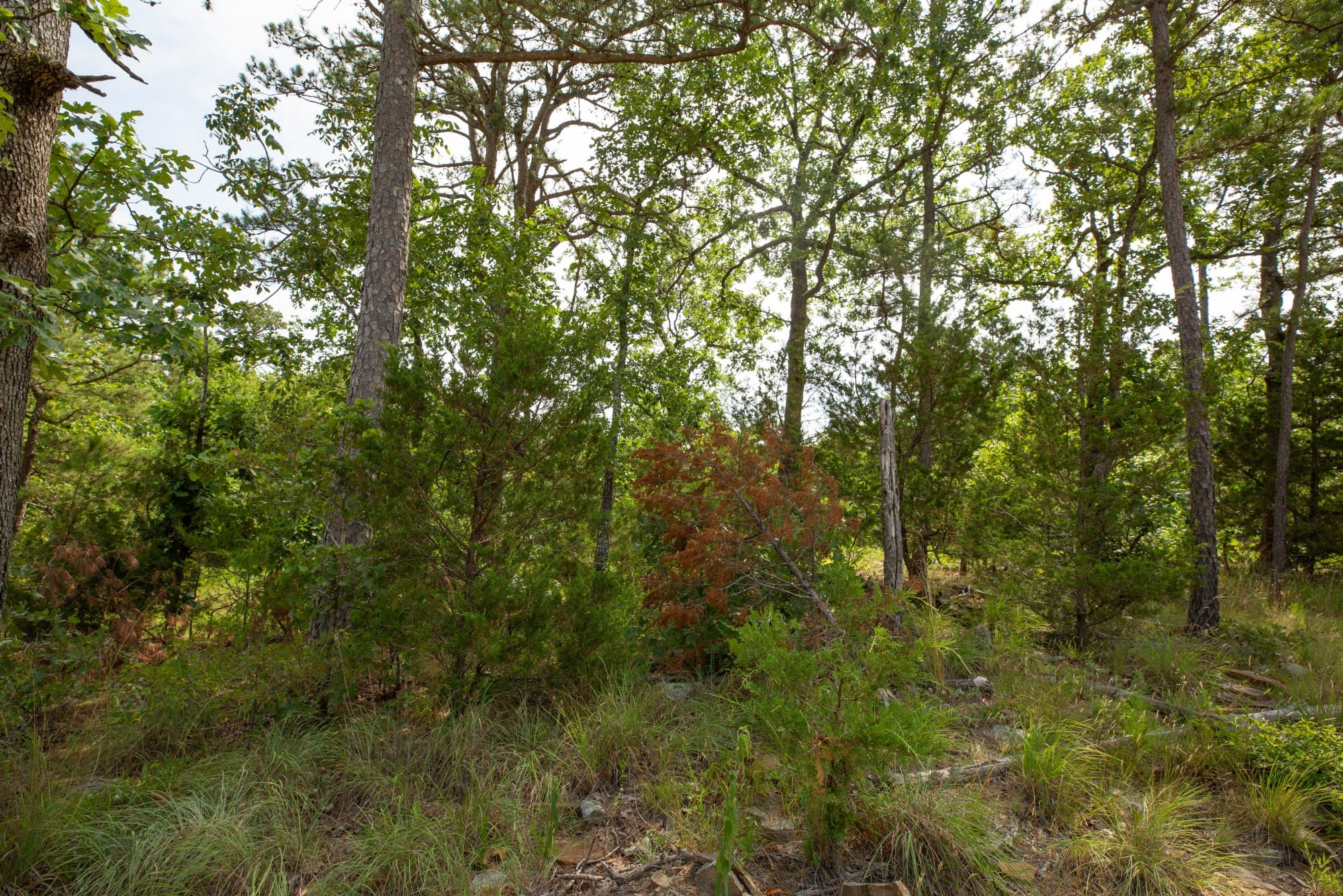 Eagle’s Nest Tract 34 photo 4