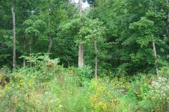 Sugartree Falls Tract 37 photo 4