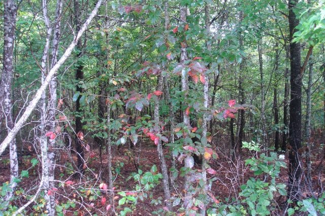 Sugartree Falls Tract 37 photo 6