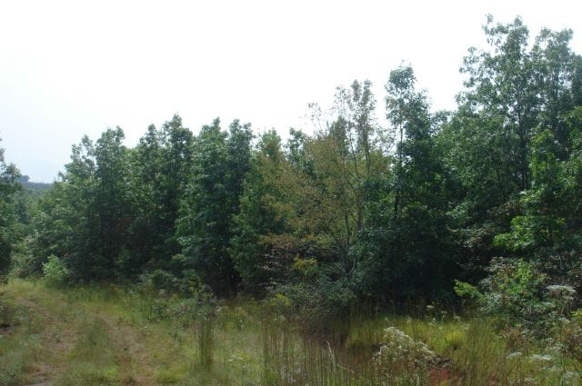 Sugartree Falls Tract 37 photo 8