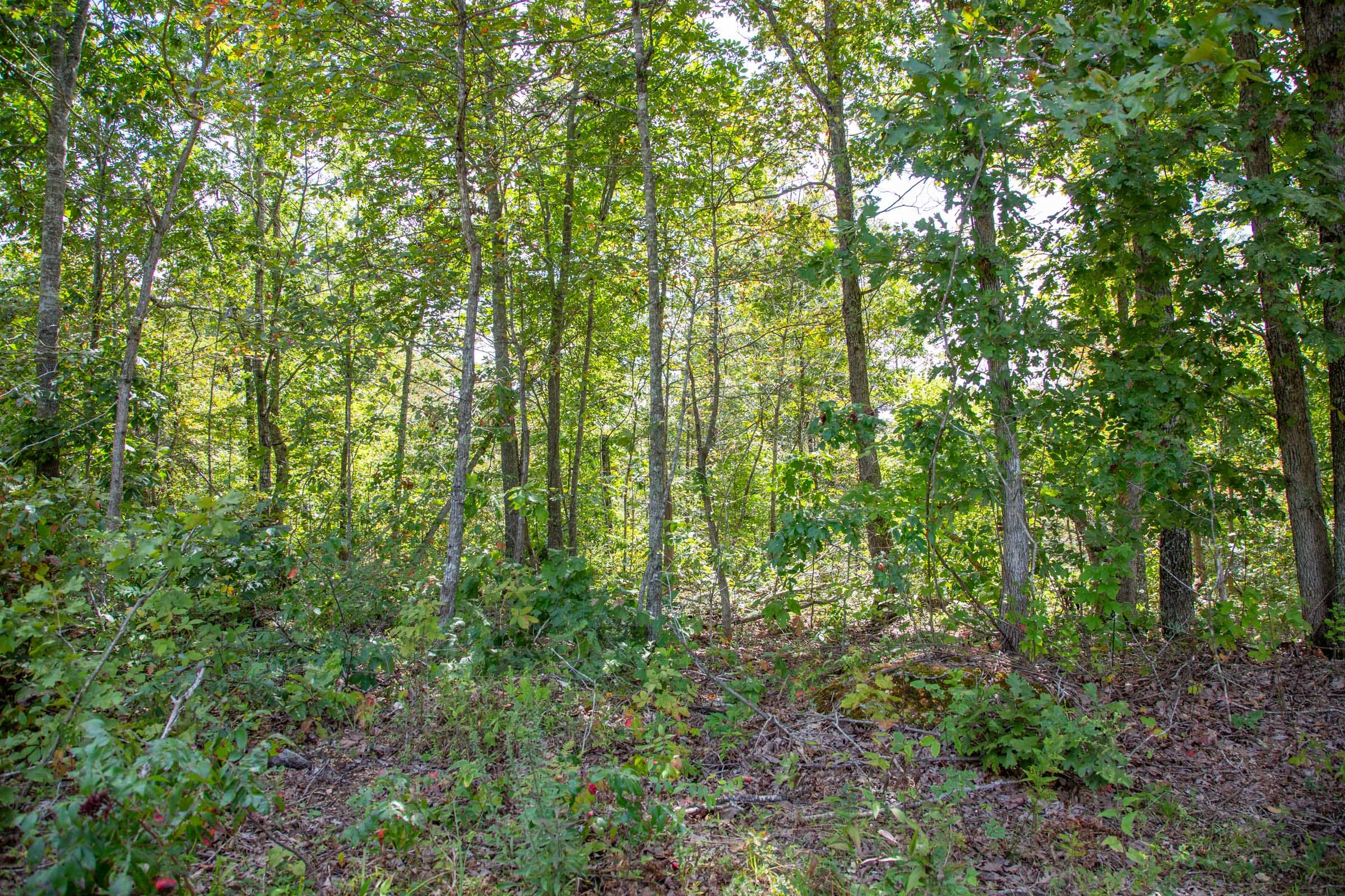 Borgmann’s Hollow Phase II Tract 53 photo 3