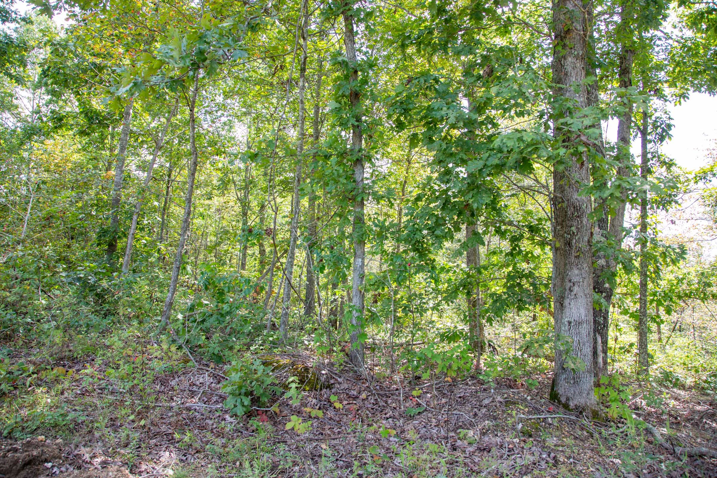 Borgmann’s Hollow Phase II Tract 53 photo 4