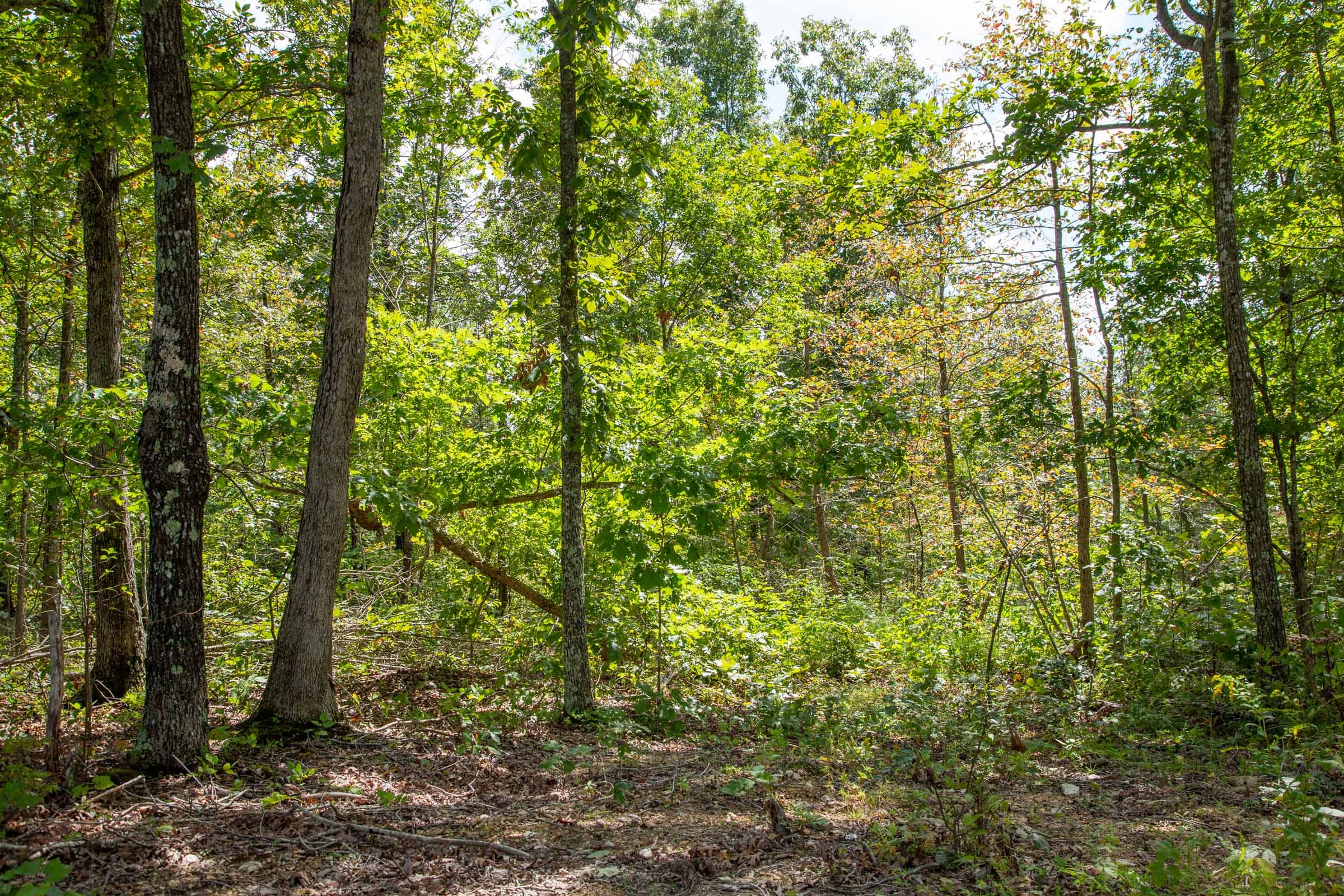 Borgmann’s Hollow Phase II Tract 53 photo 5