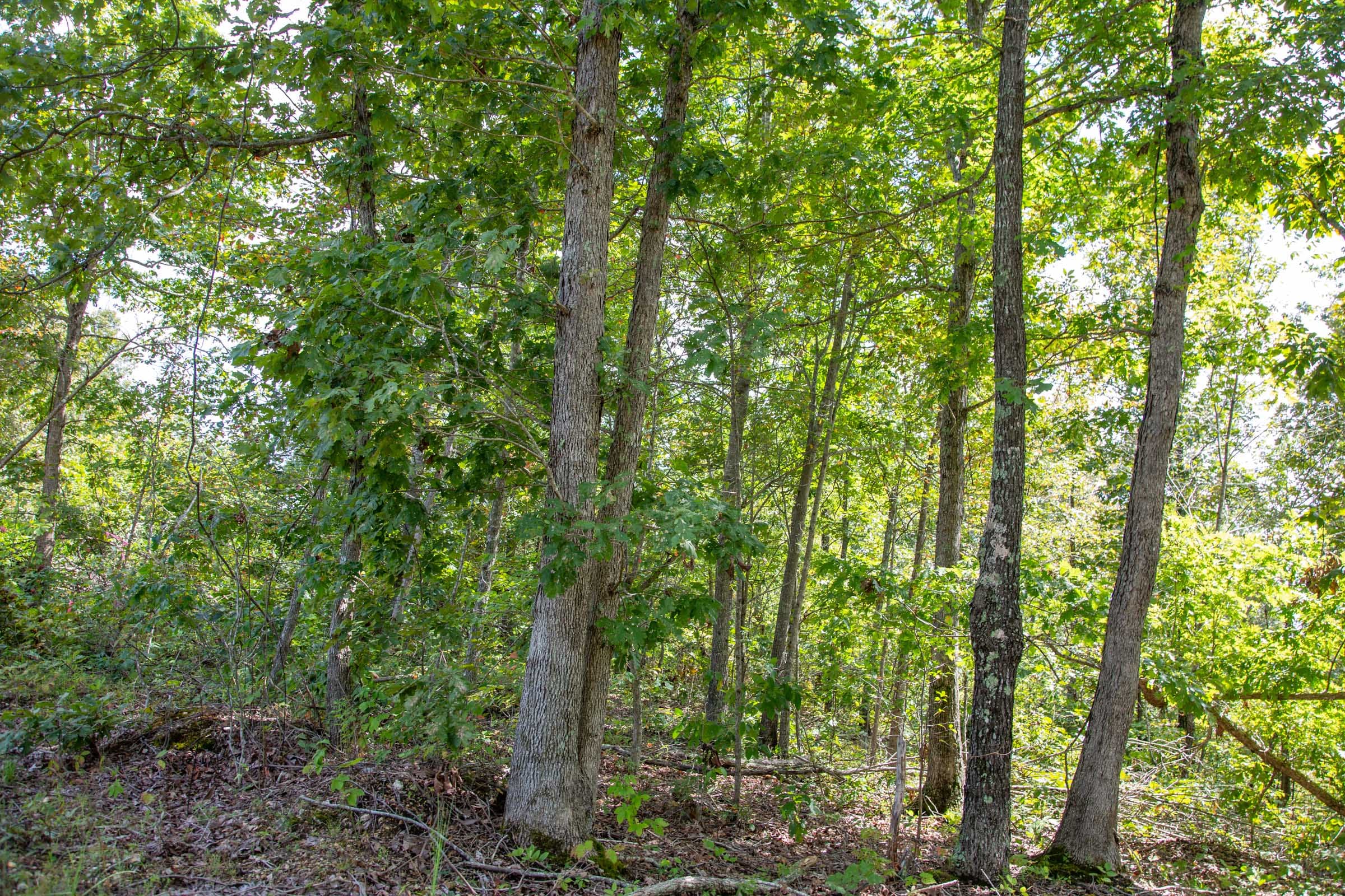 Borgmann’s Hollow Phase II Tract 53 photo 6